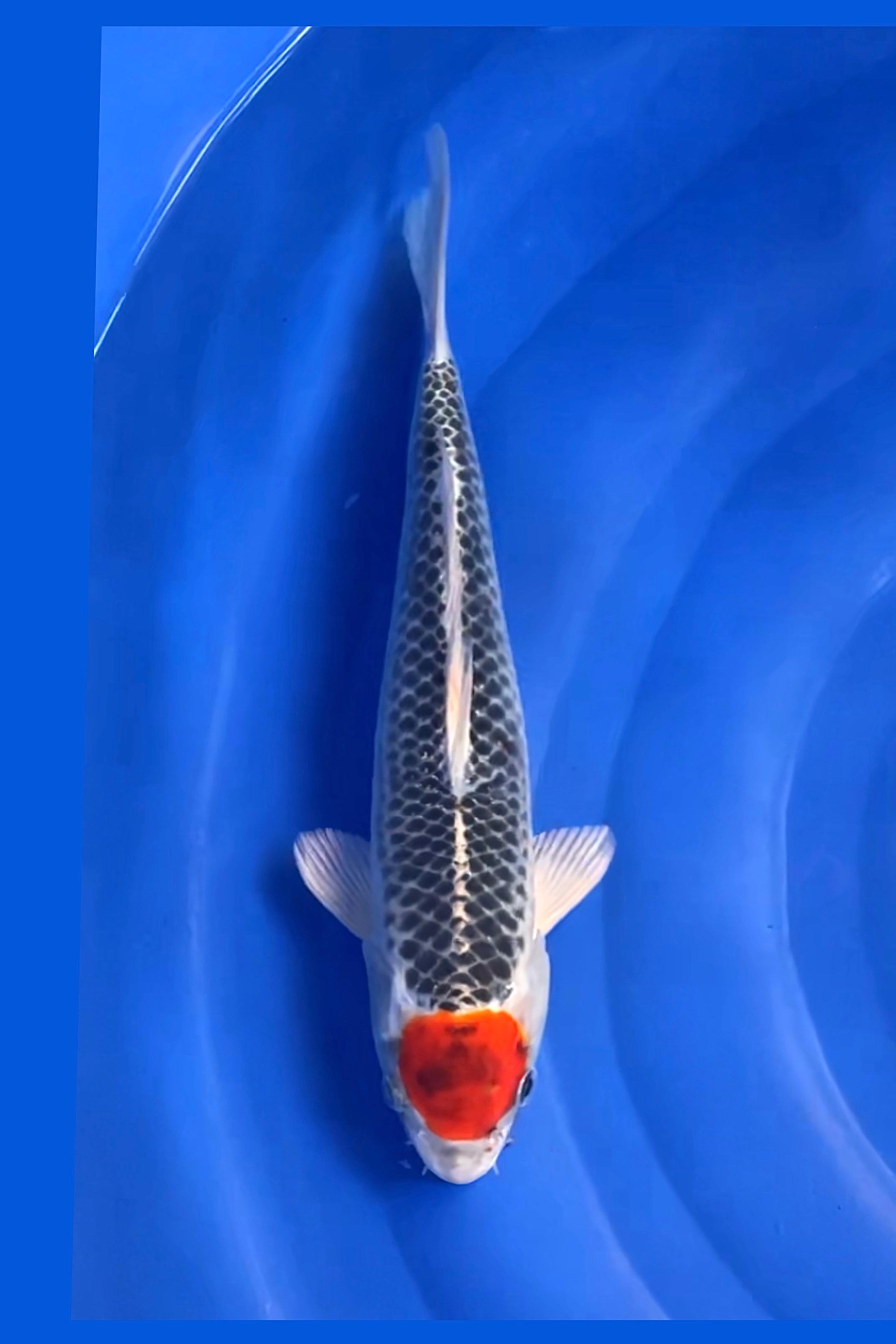 TANCO GOSHIKI 32cm