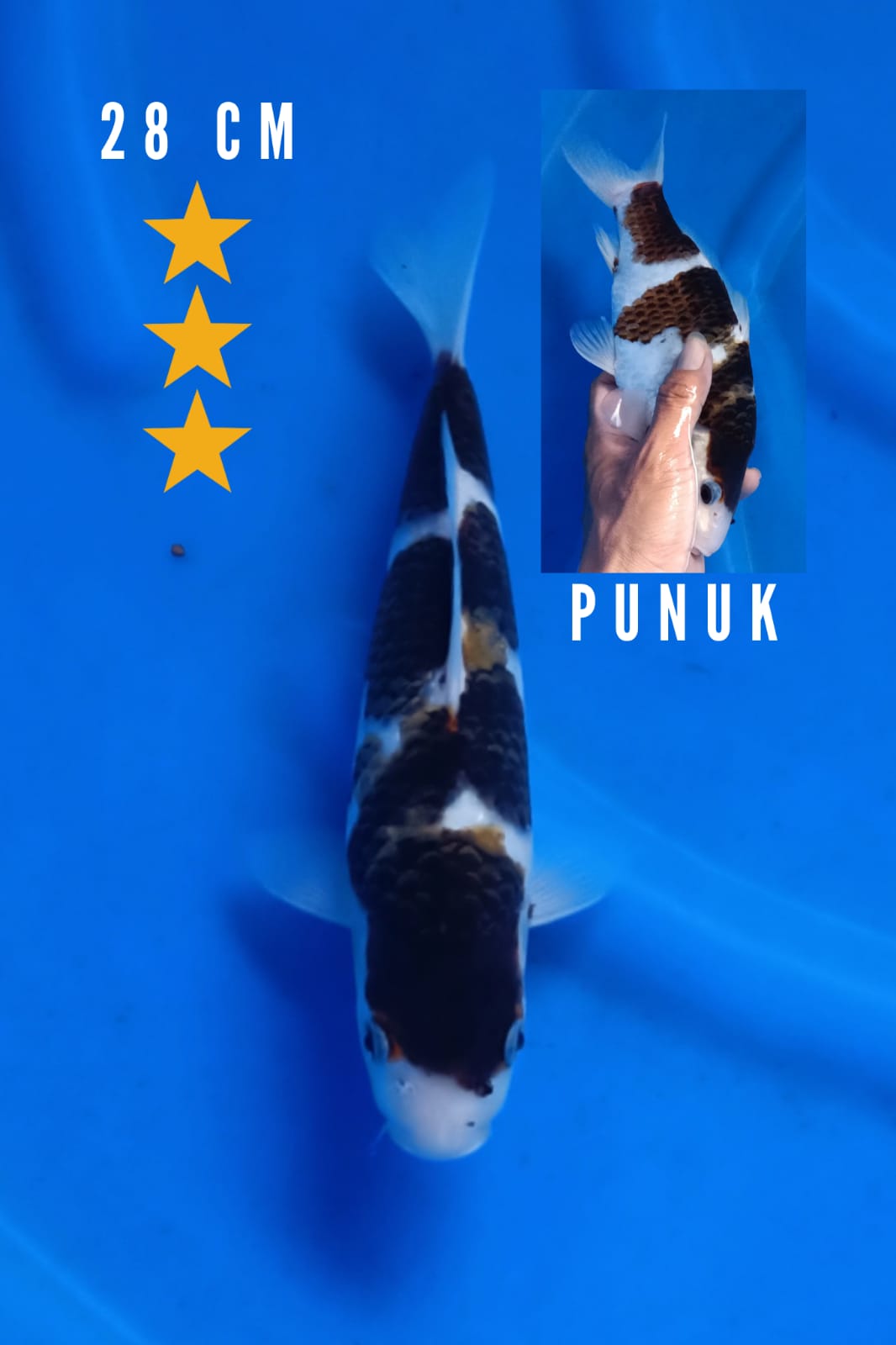KOROMO PUNUK 28cm