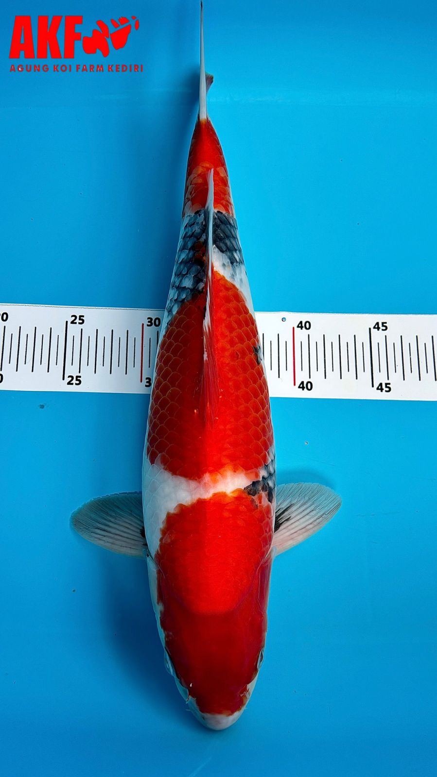 AKF SHOWA MOTOGORO SUPER QUALITY 43cm