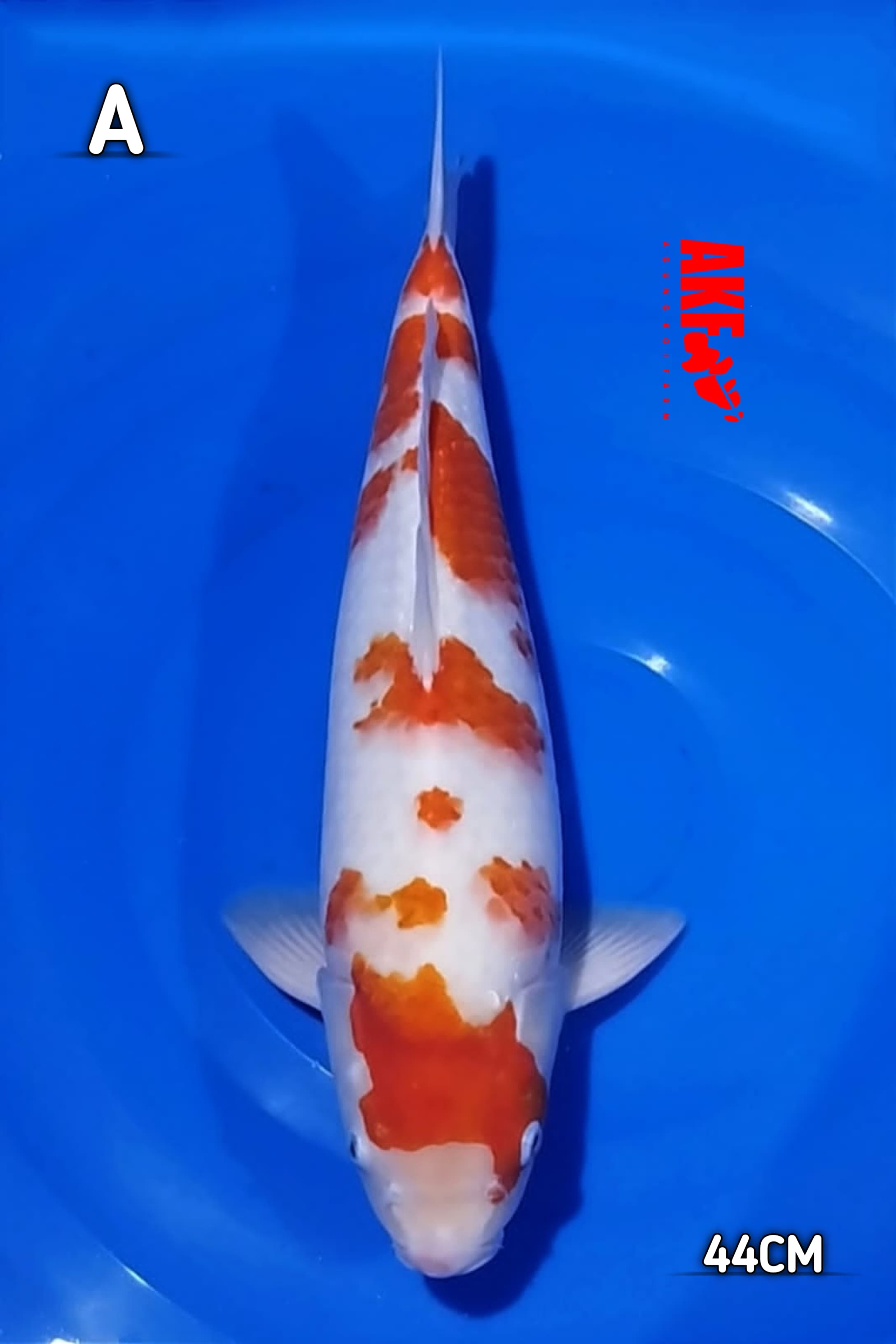 KOHAKU AKF 44cm