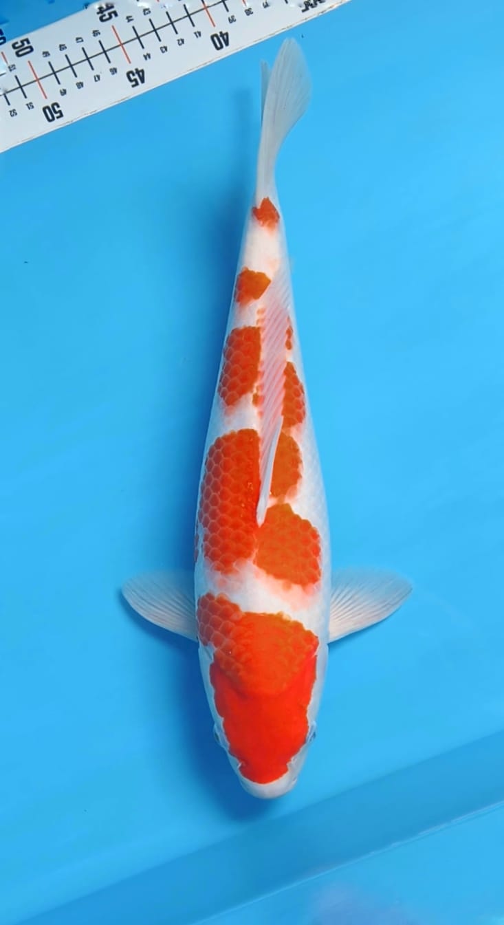 KOHAKU BLOODLINE SAKAI BODYBULLKY 42cm