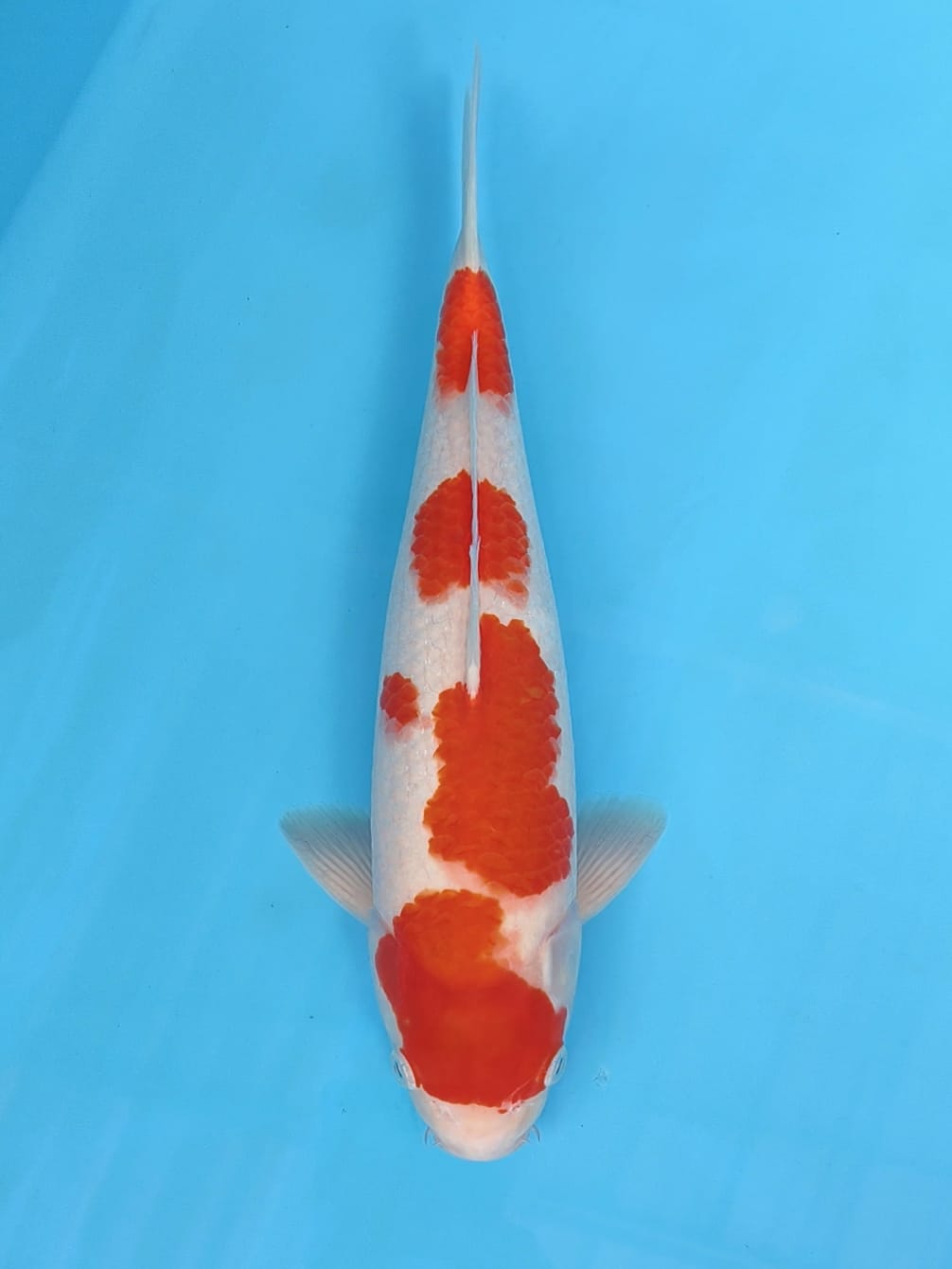 KORBAN BNR KOHAKU BLOODLINE SAKAI BBY FACE 36cm