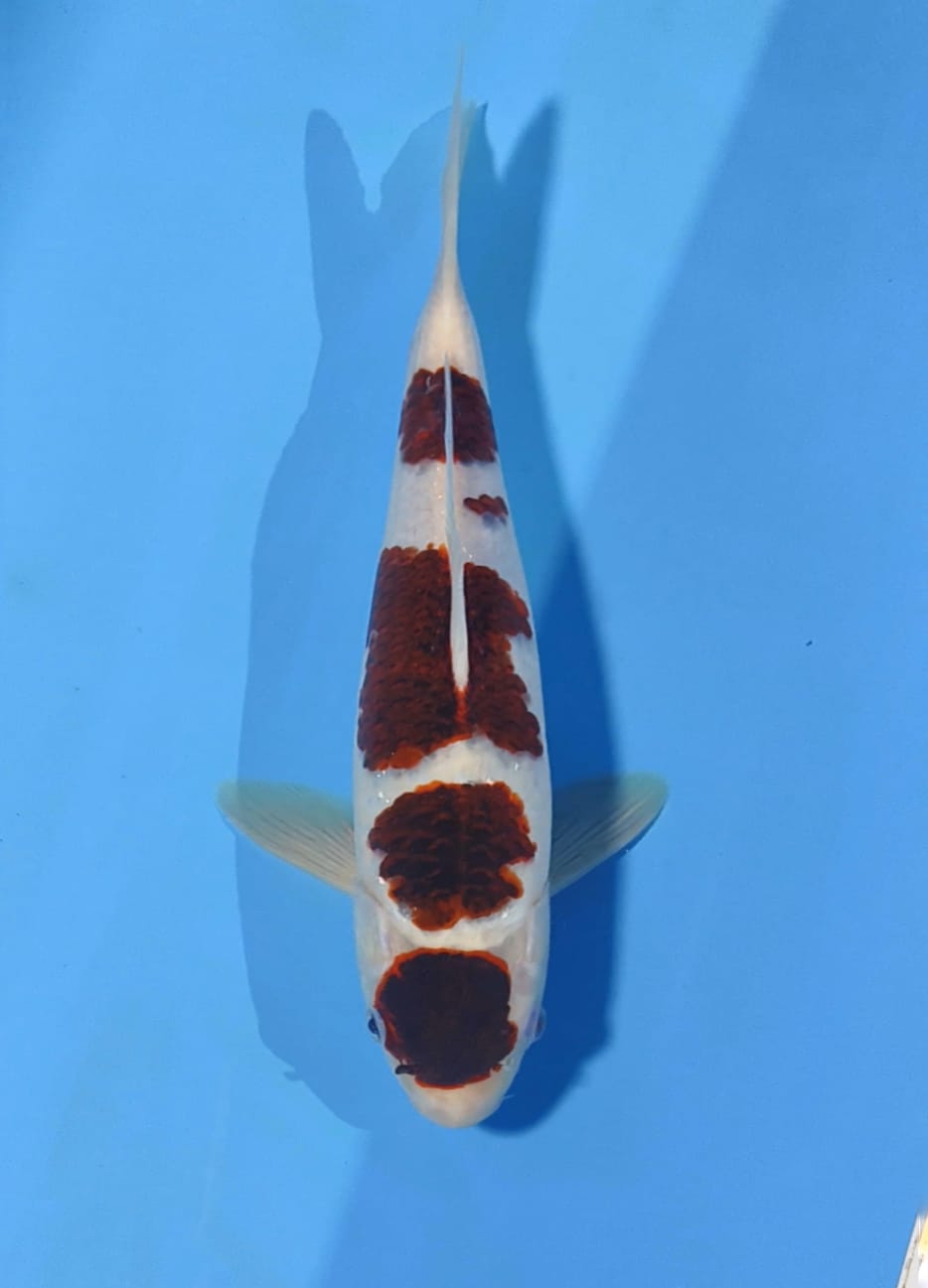 MARUTENBUDO GOROMO HQ 33cm
