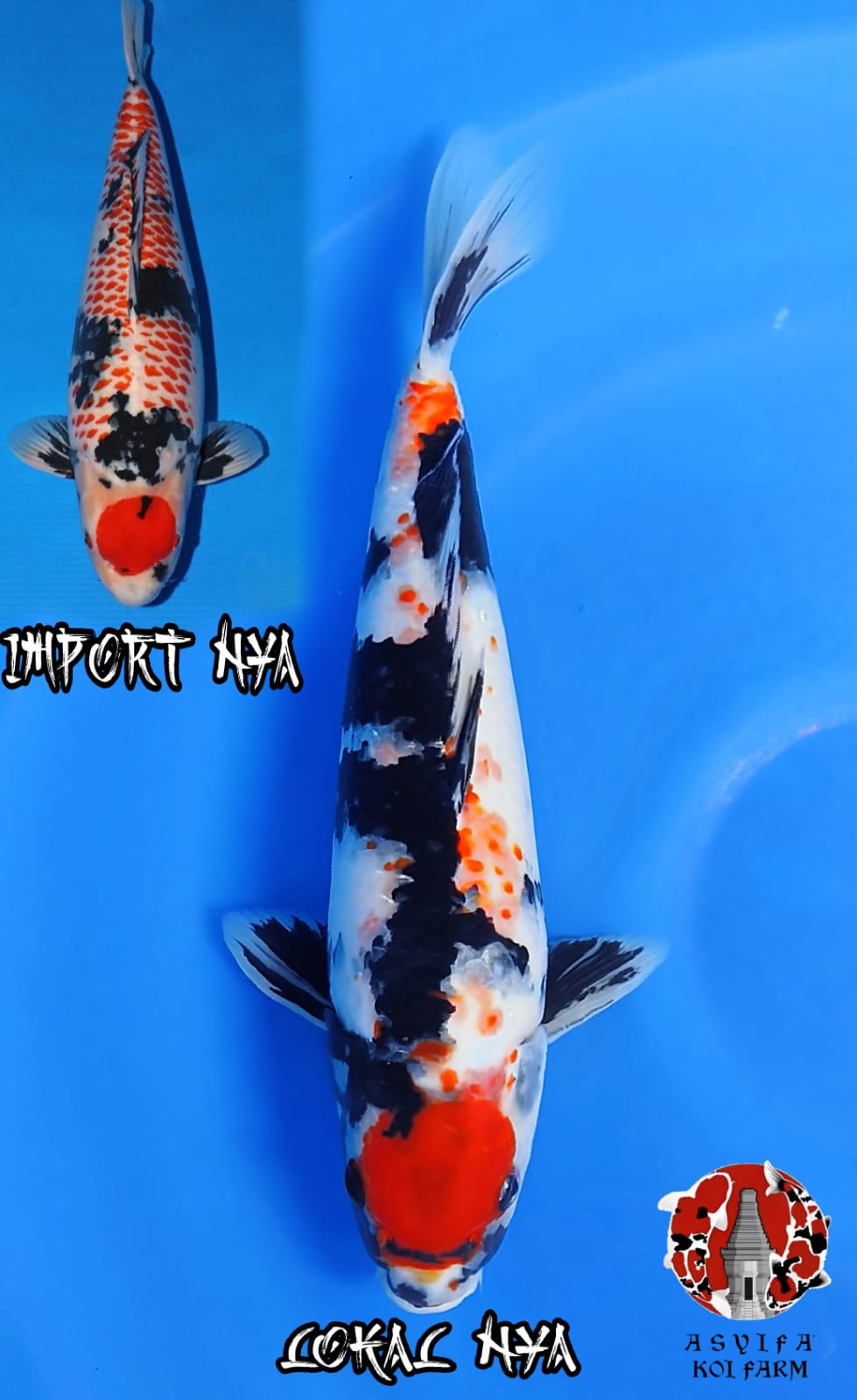 TC SHOWA KANOKO ORIGINAL 38cm FEMALE
