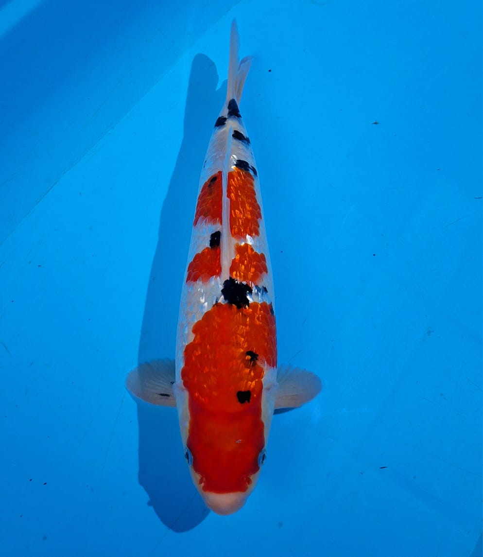 Lelang Koi Online, Jual Beli Ikan Koi, Pusat Jual Beli Koi, Info Lelang Koi Hari Ini, Platform Jual Beli Koi, Jual Beli Ikan Koi Online, Marketplace Ikan Koi, Jual Koi Terbaik, Tempat Beli Koi Berkualitas, Pasar Ikan Koi Online Terpercaya, Penjual Ikan Koi Terpercaya, Beli Koi Hias Online, Ikan Koi untuk Dijual, Koi Kualitas Terbaik, Toko Online Ikan Koi, Koi Hias Untuk Dijual, Jual Beli Ikan Koi Lokal, Koi Indonesia Online, Pusat Jual Beli Koi Terbesar