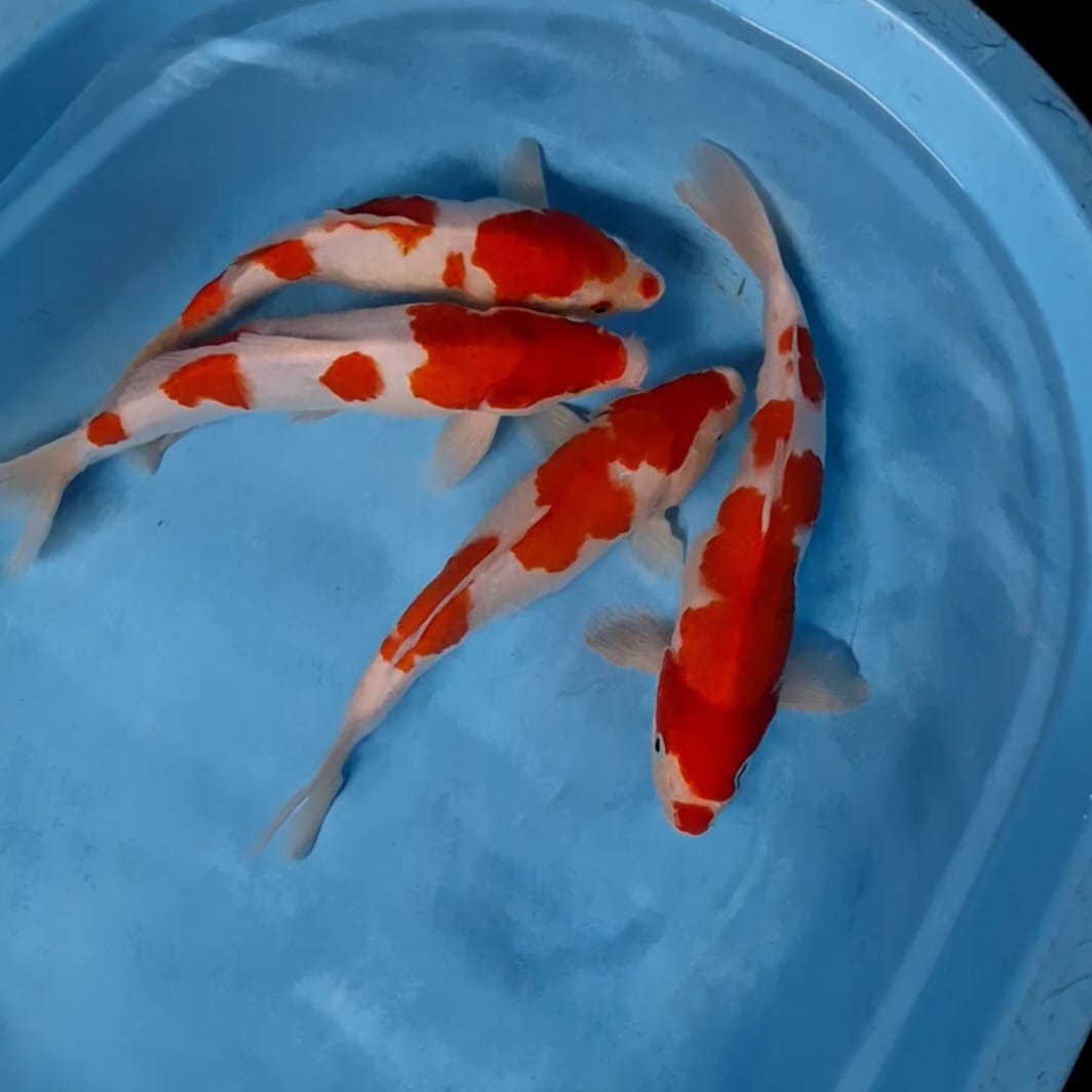 Lelang Koi Online, Jual Beli Ikan Koi, Pusat Jual Beli Koi, Info Lelang Koi Hari Ini, Platform Jual Beli Koi, Jual Beli Ikan Koi Online, Marketplace Ikan Koi, Jual Koi Terbaik, Tempat Beli Koi Berkualitas, Pasar Ikan Koi Online Terpercaya, Penjual Ikan Koi Terpercaya, Beli Koi Hias Online, Ikan Koi untuk Dijual, Koi Kualitas Terbaik, Toko Online Ikan Koi, Koi Hias Untuk Dijual, Jual Beli Ikan Koi Lokal, Koi Indonesia Online, Pusat Jual Beli Koi Terbesar