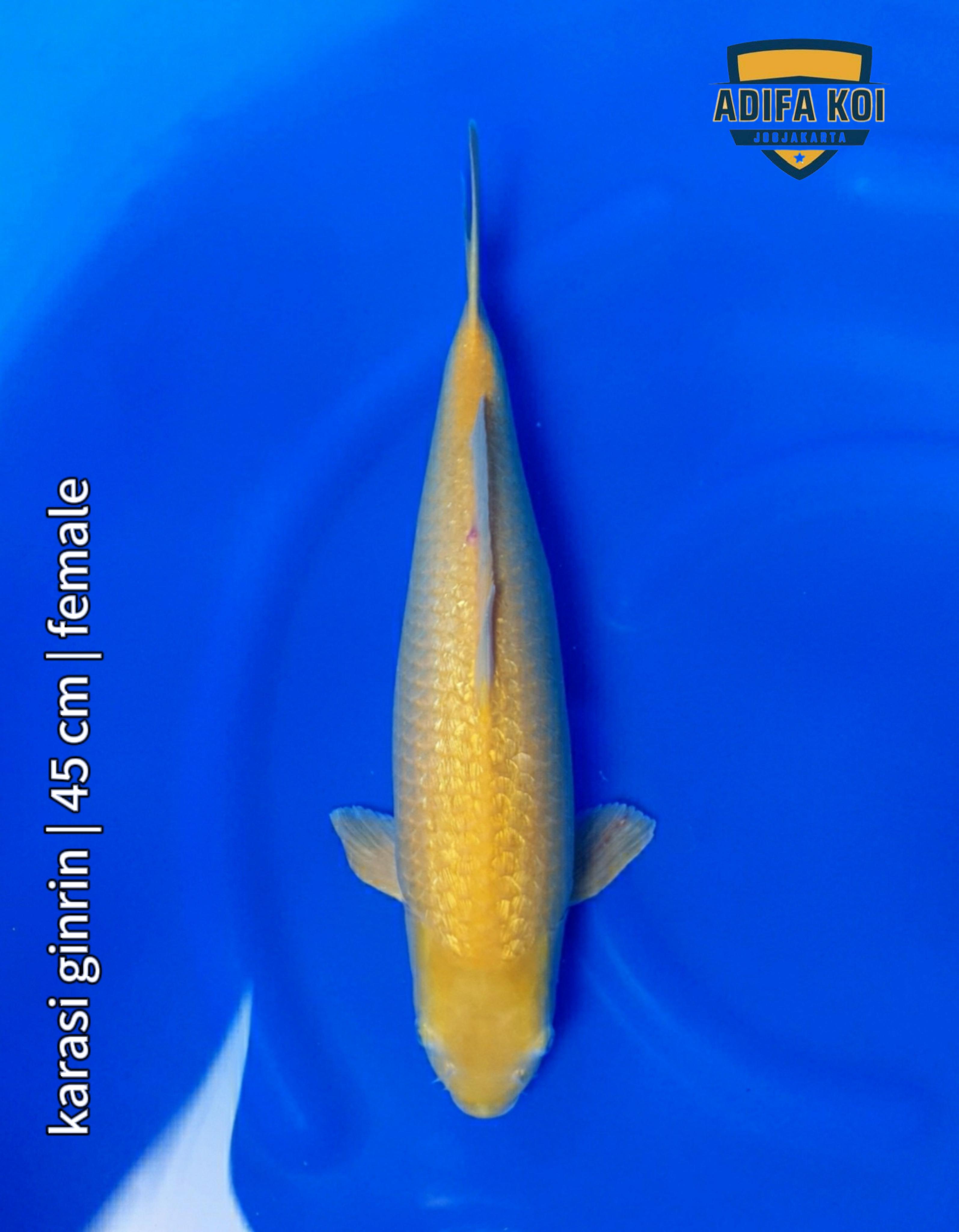 KARASI GINRIN 45cm