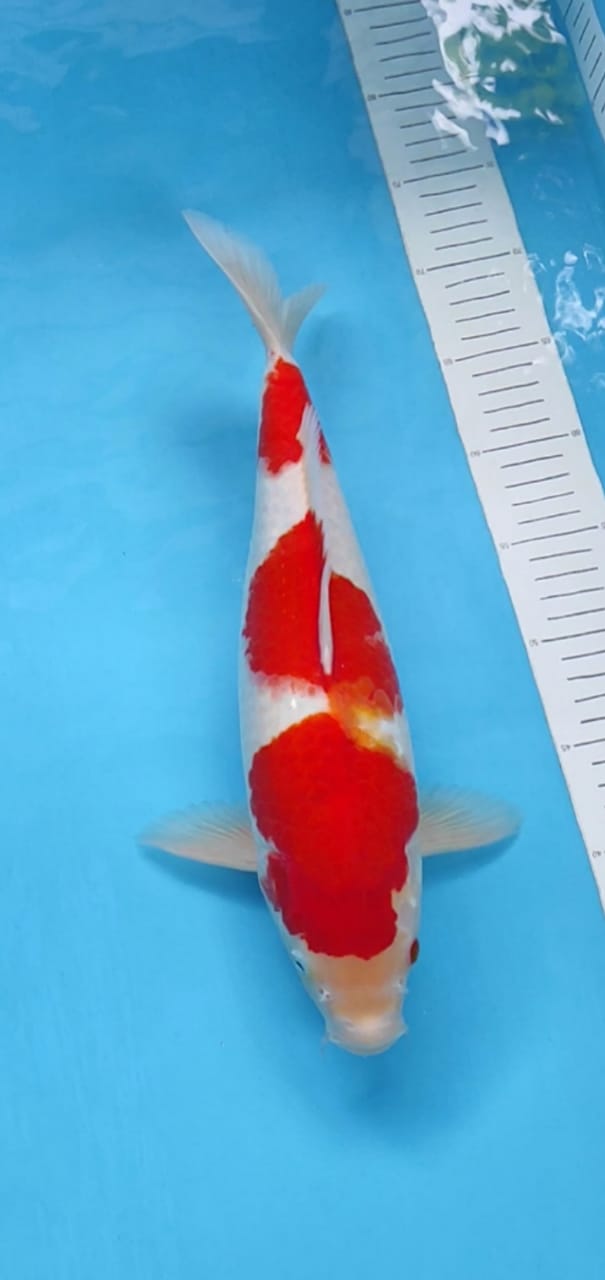 KOHAKU 40cm