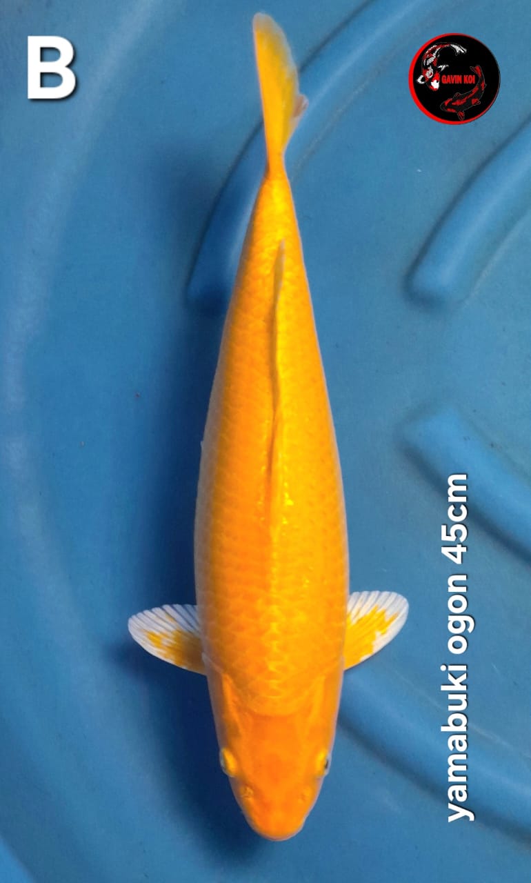 YAMABUKI OGON 45cm