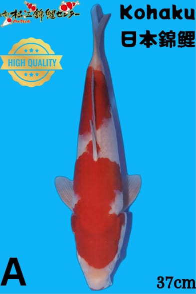 KOHAKU 37cm MATSUE KOI FARM