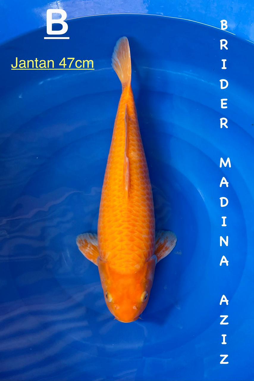 KARASI MALEBULKY 47cm