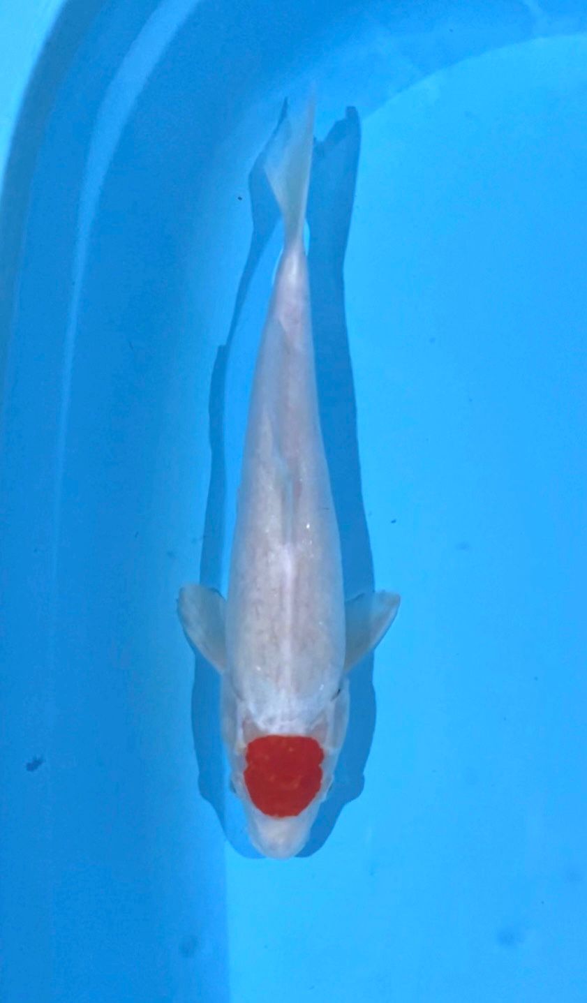 TANCHO 35cm