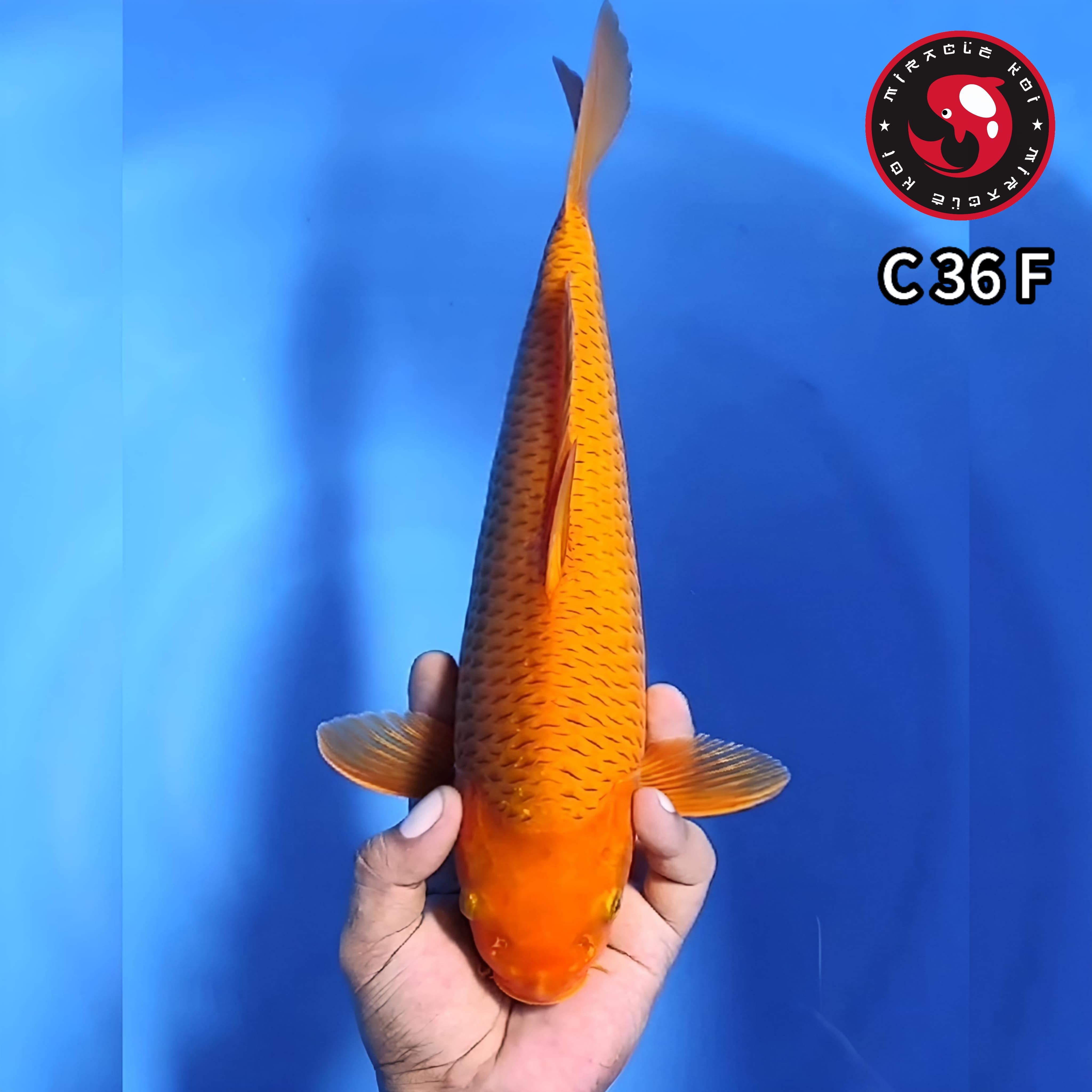 KARAMEL ISTIMEWA 36cm