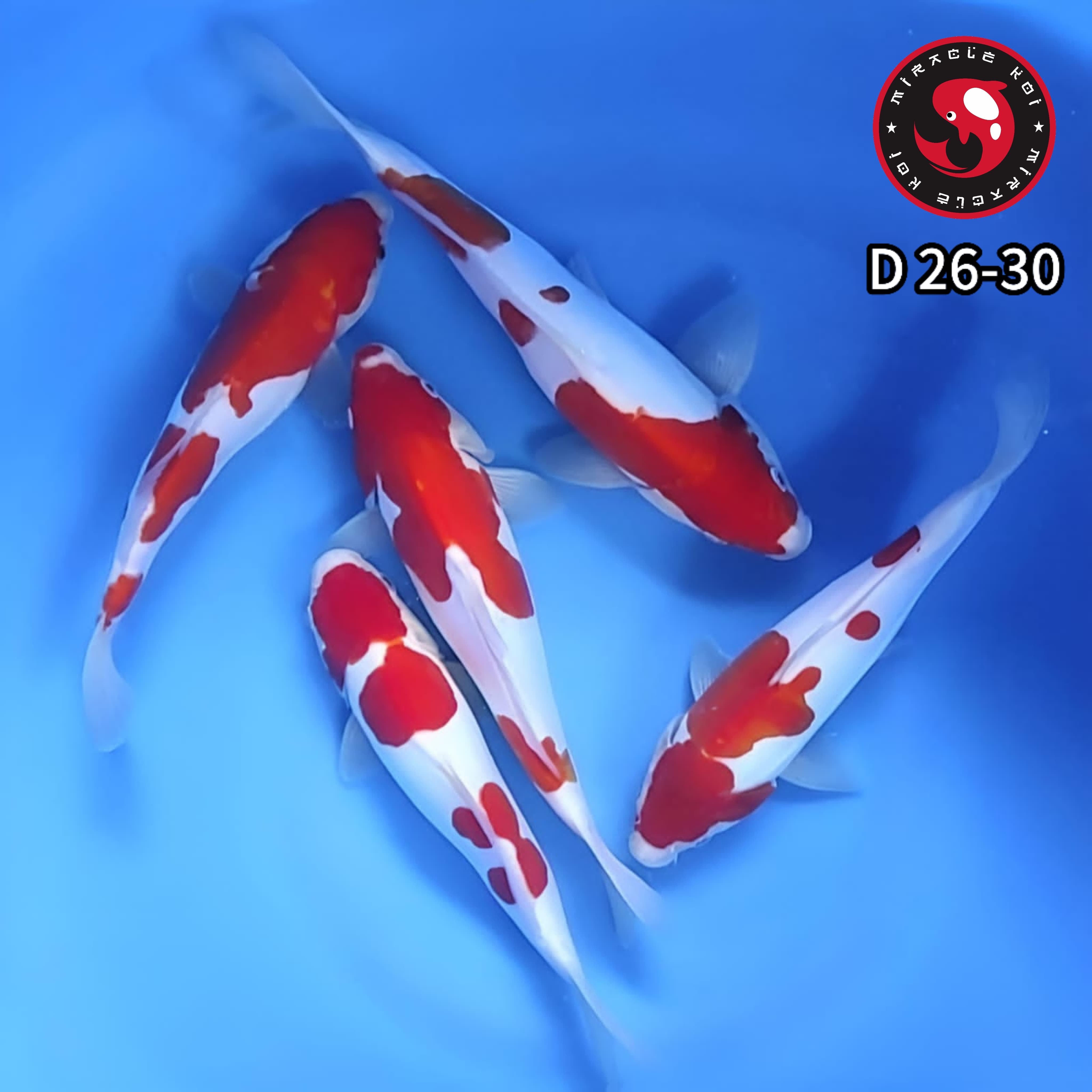 DOITSU 5 EKOR ORIGINAL 2630cm