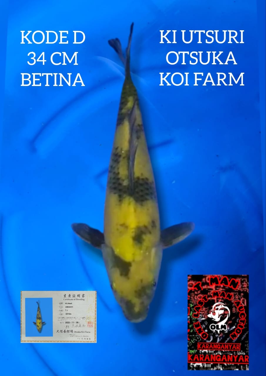 KI UTSURI BETINA OTSUKA KOI FARM 34cm