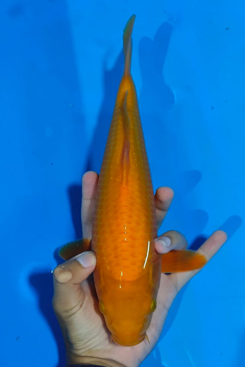 KARASI MANGO MUNUK LINE MADINA AZIZ 31cm