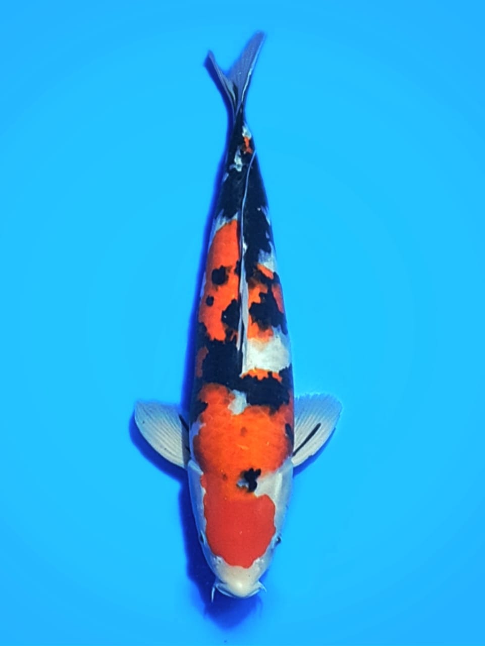 TAISHO SANSHOKU KONDO KOI FARM 45cm