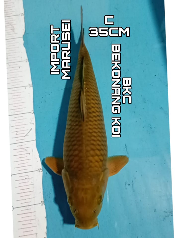 CAGOI IMPORT MARUSEI 35cm