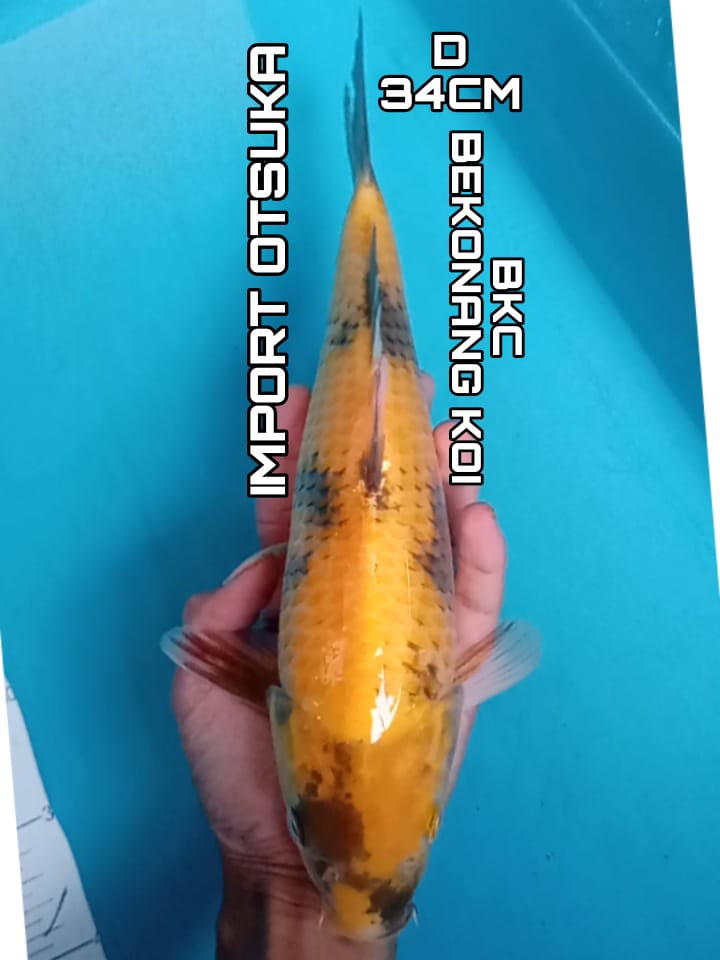 KI UTSURI IMPORT OTSUKA 34cm