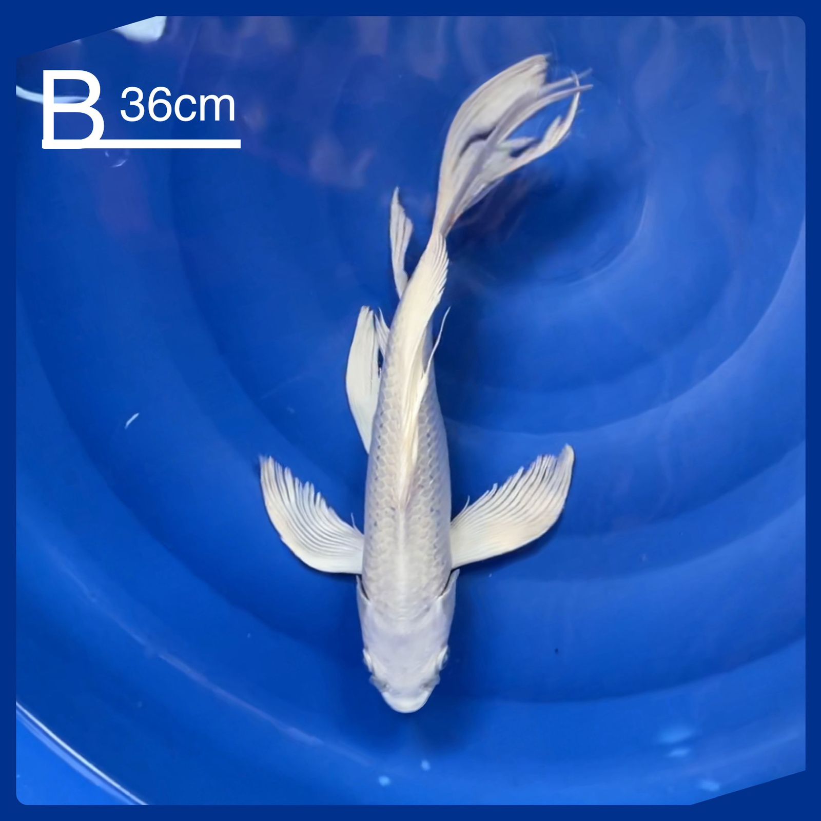 KUMPAY PLATINUM 36cm