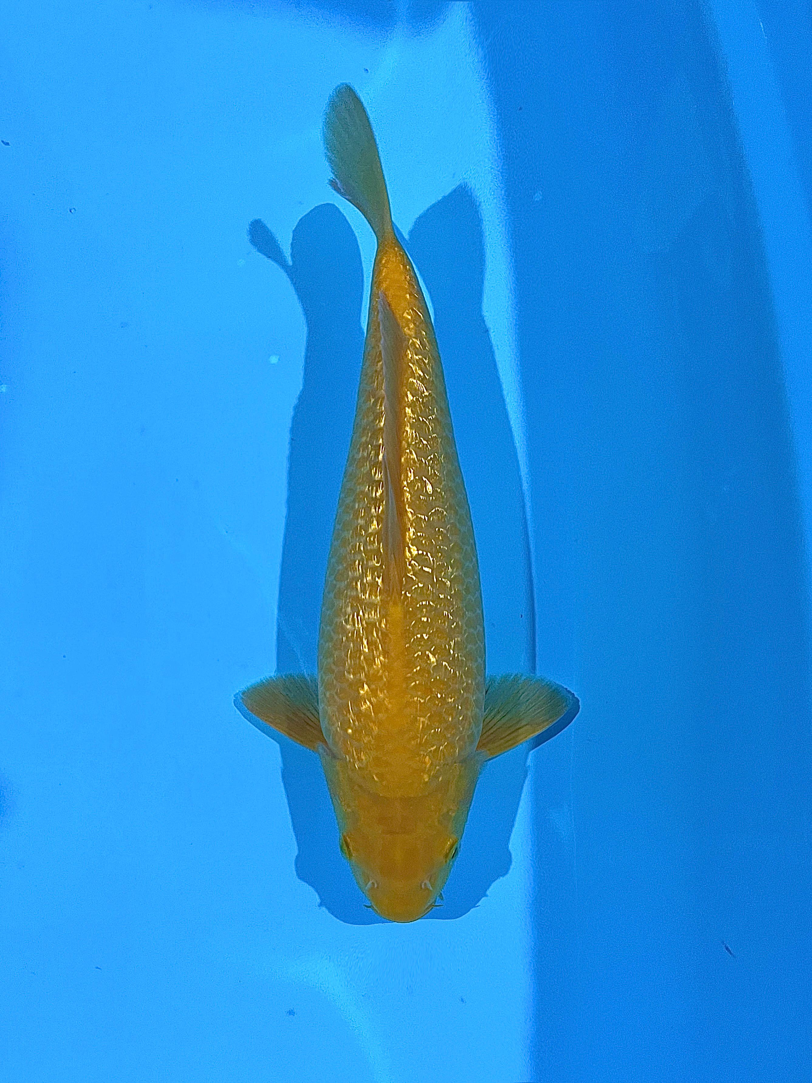 KARASI GINRIN MADINA AZIZ 29cm