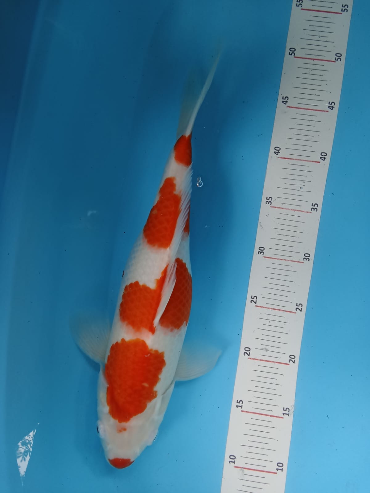 KUCIBENI KOHAKU 37cm