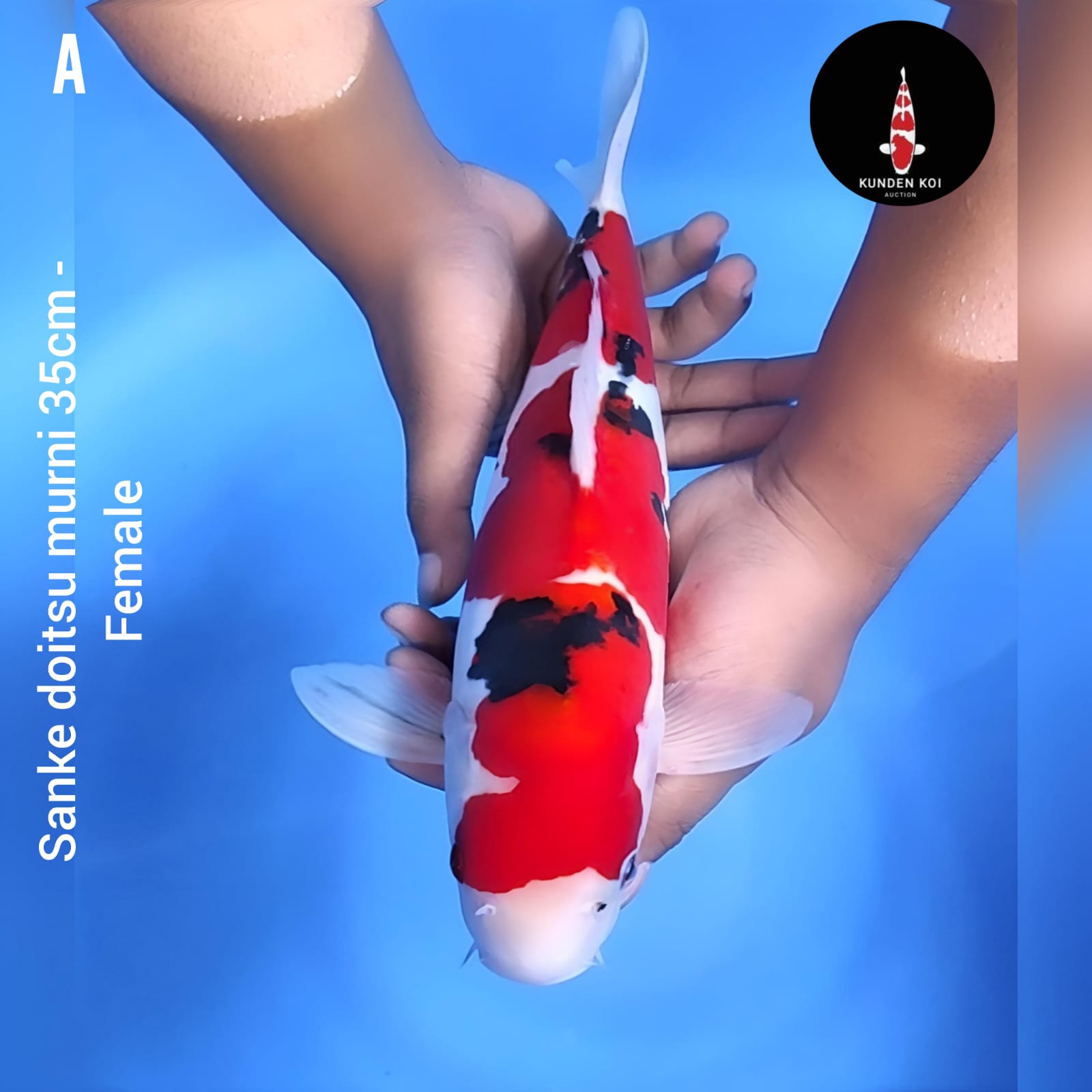 SANKE DOITSU MURNI 35cm