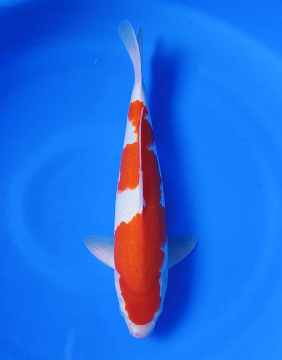 KOHAKU SQ SHINNING ORI 40cm