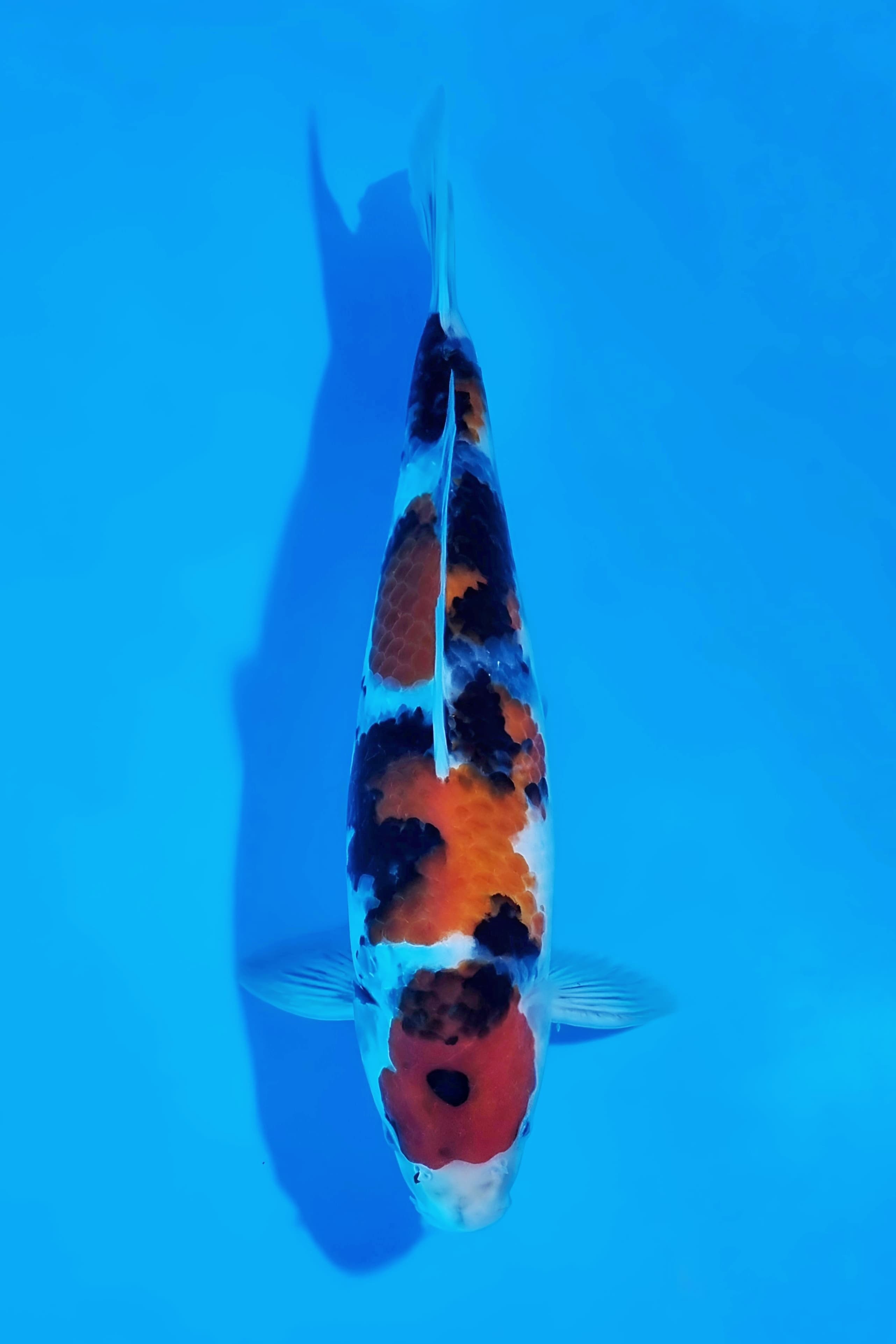 TATEGOI SHOWA SANSHOKU LOCAL BREEDER 40cm MALE TOP QUALITY