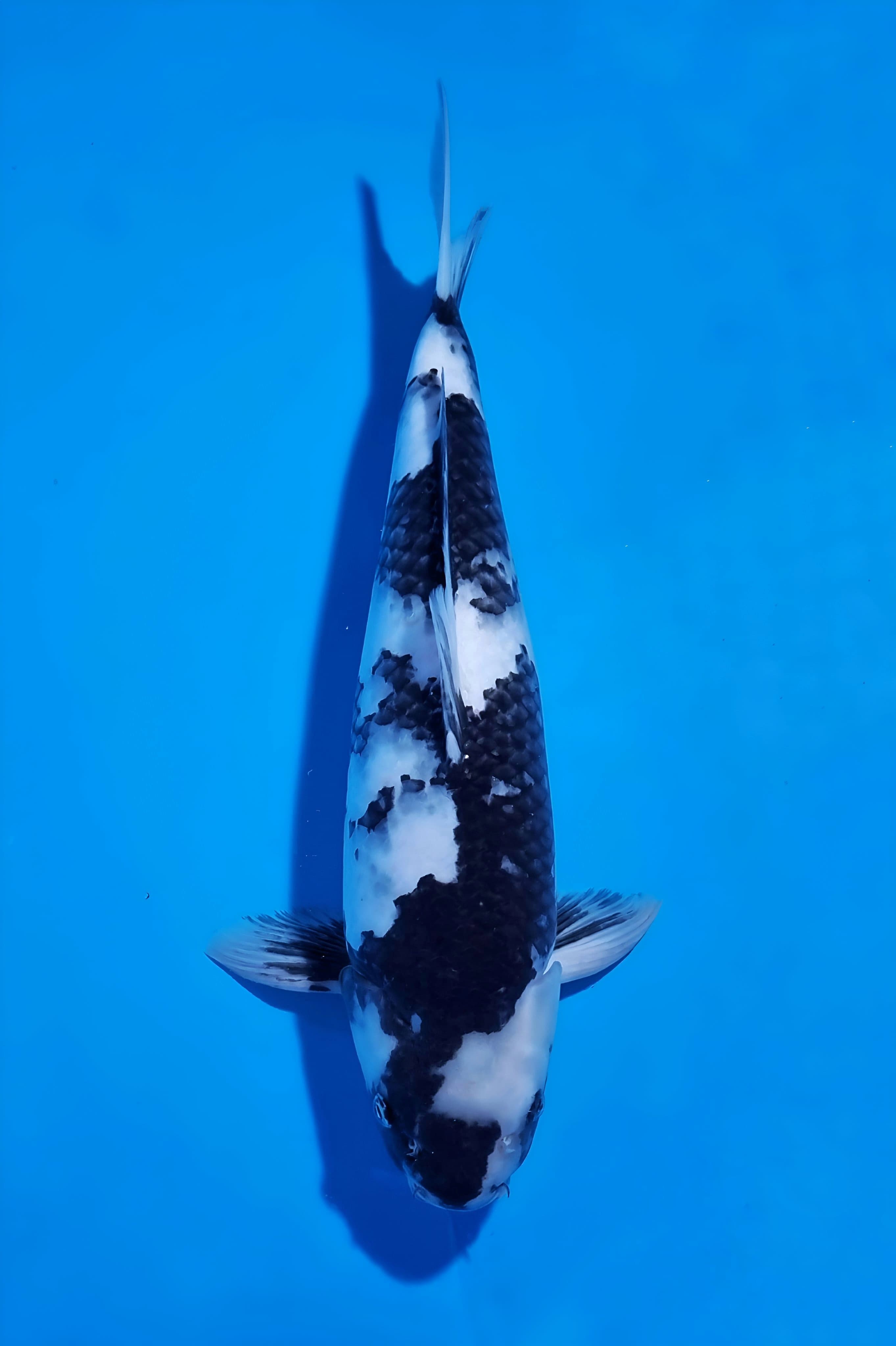 SHIRO UTSURI LOCAL BREEDER 46cm MALE