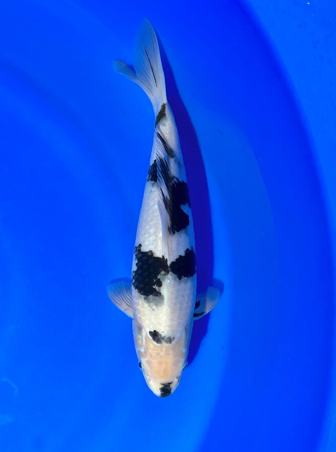 SHIRO HIGH QUALITY 32cm
