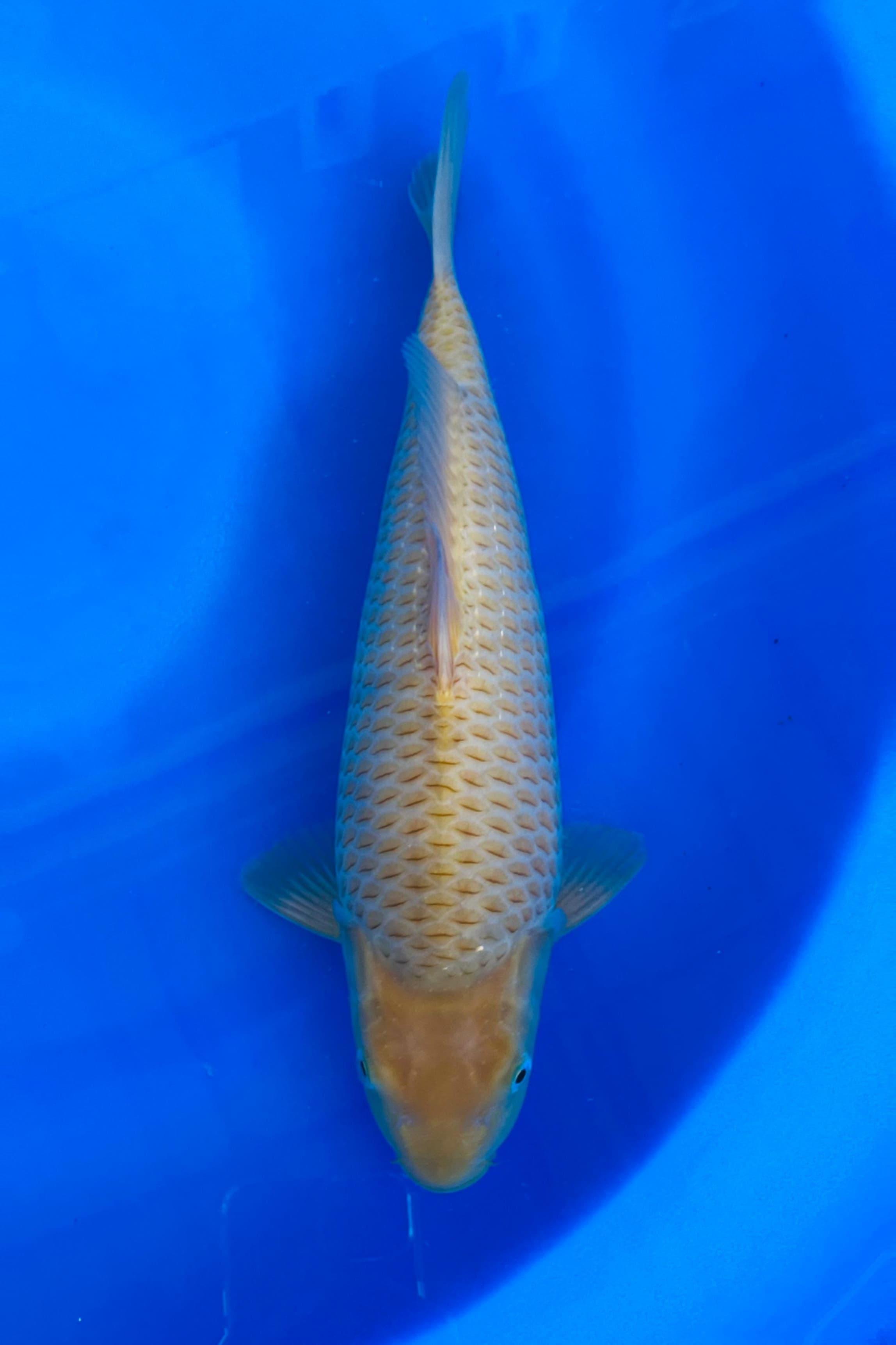CARAMEL GOOD FUKURIN 32cm