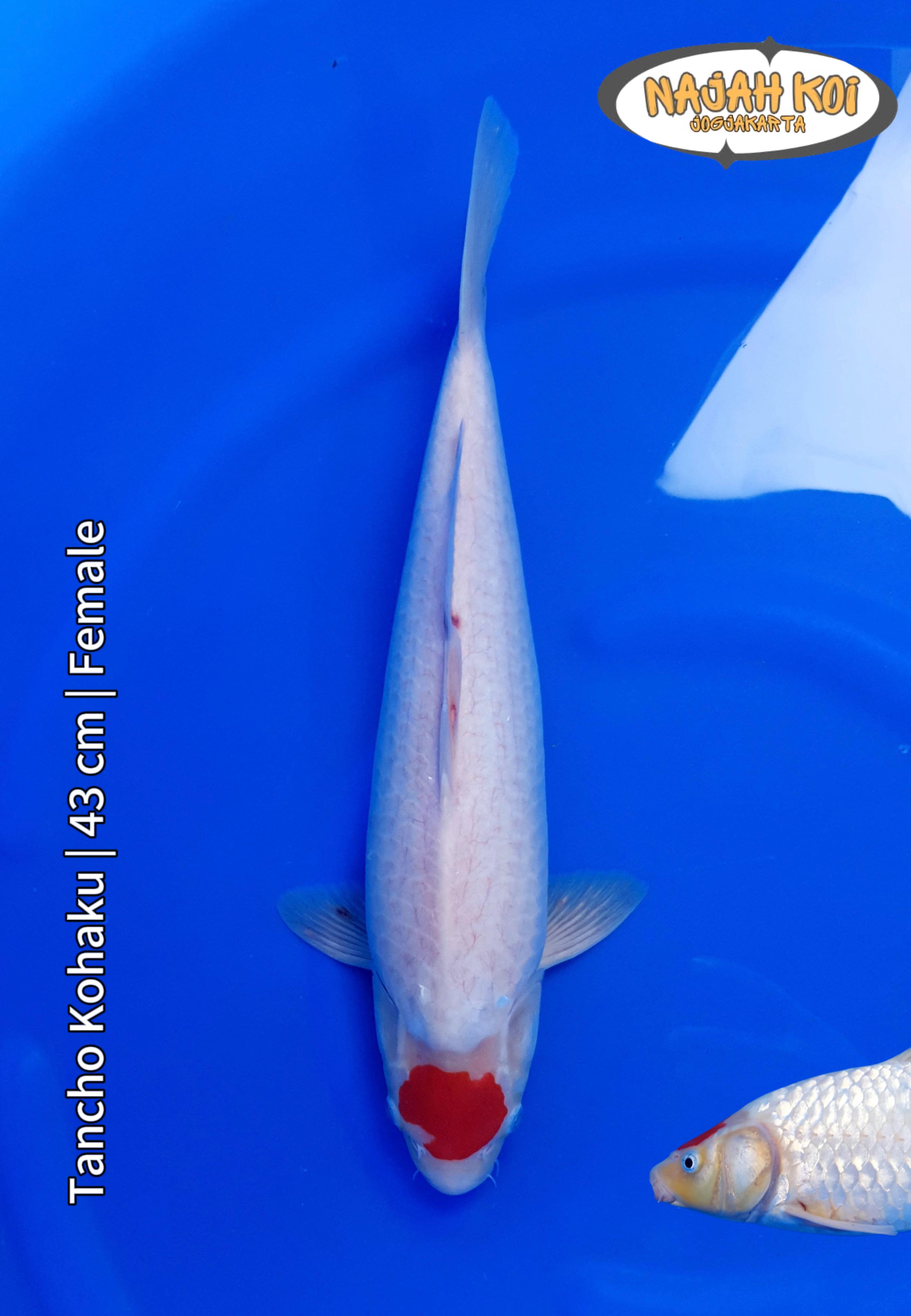 TANCHO KOHAKU 43cm