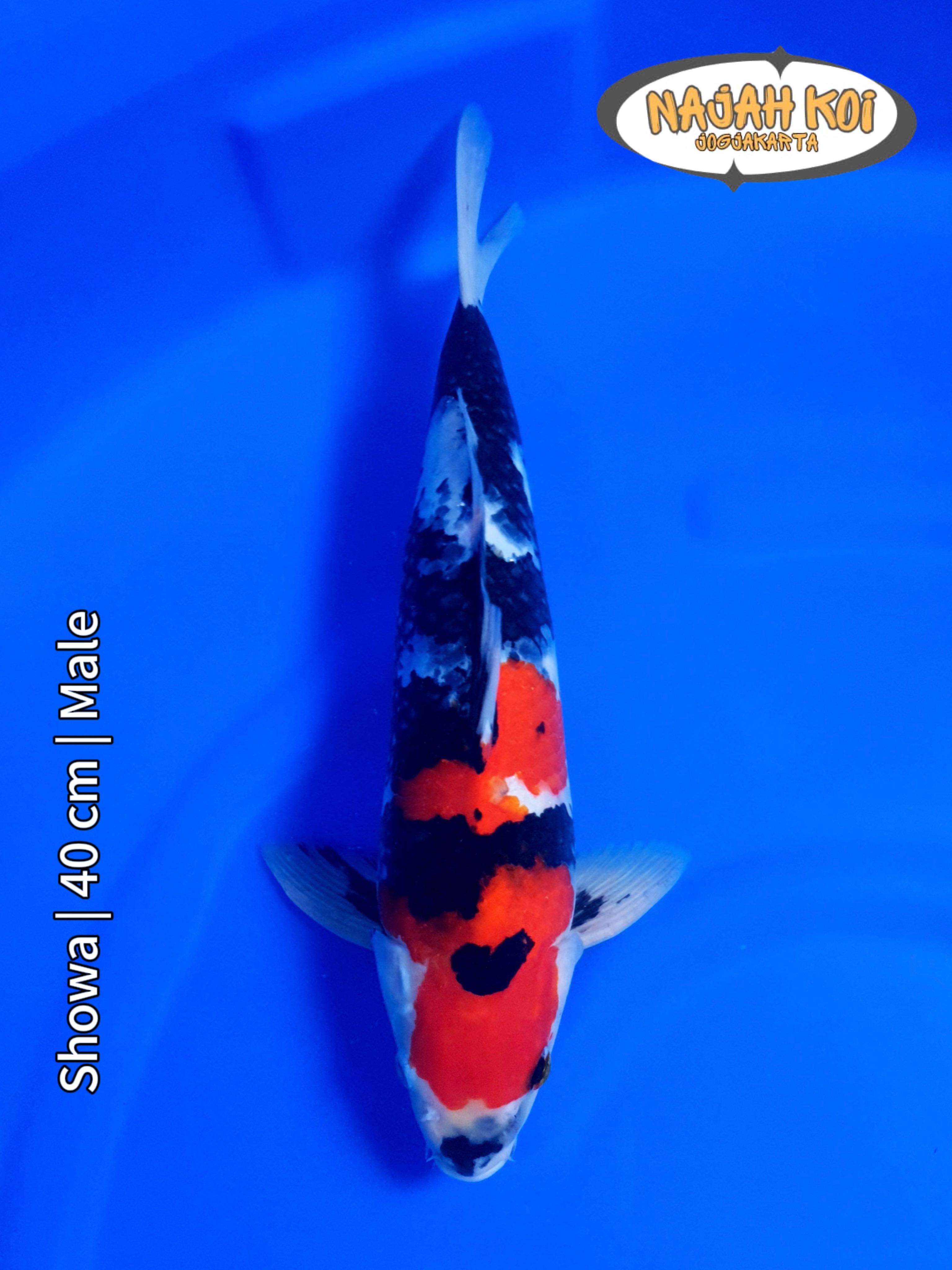 SHOWA 40cm