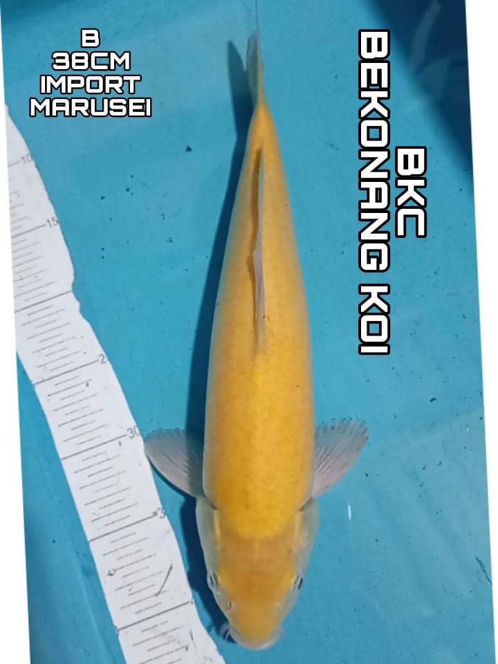 KARASI MARUSEI 38cm