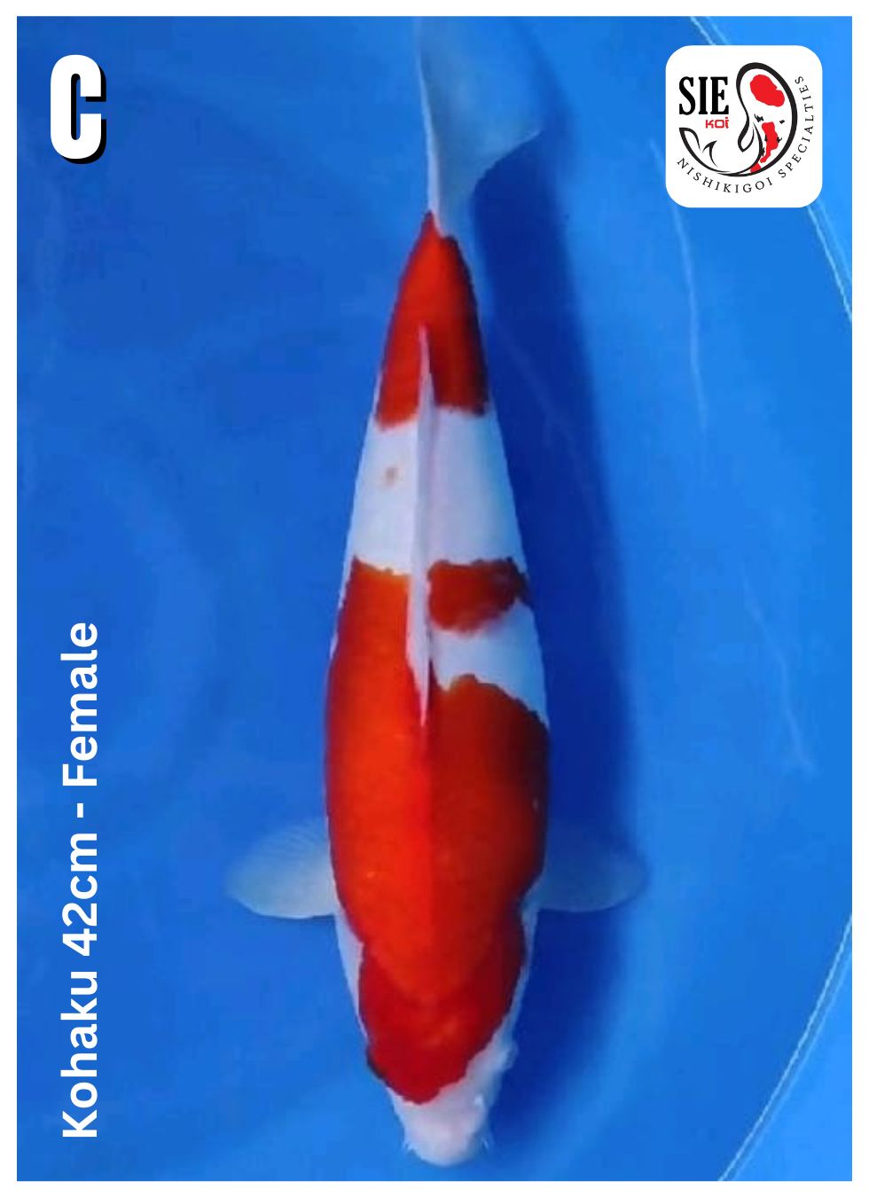KOHAKU 42cm