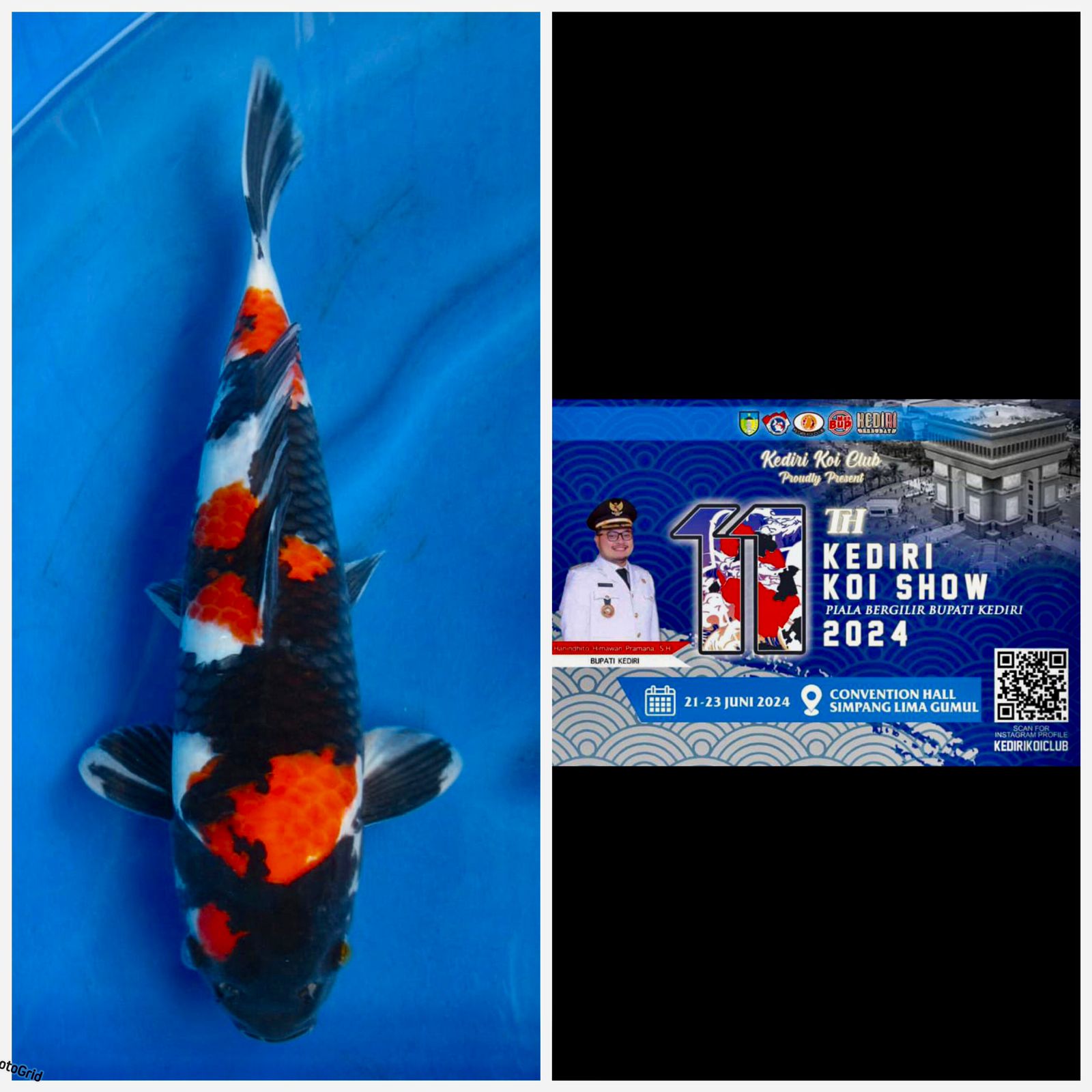 SHOWA READY SHOW KEDIRI HITAM PLEKAT 40cm MALE