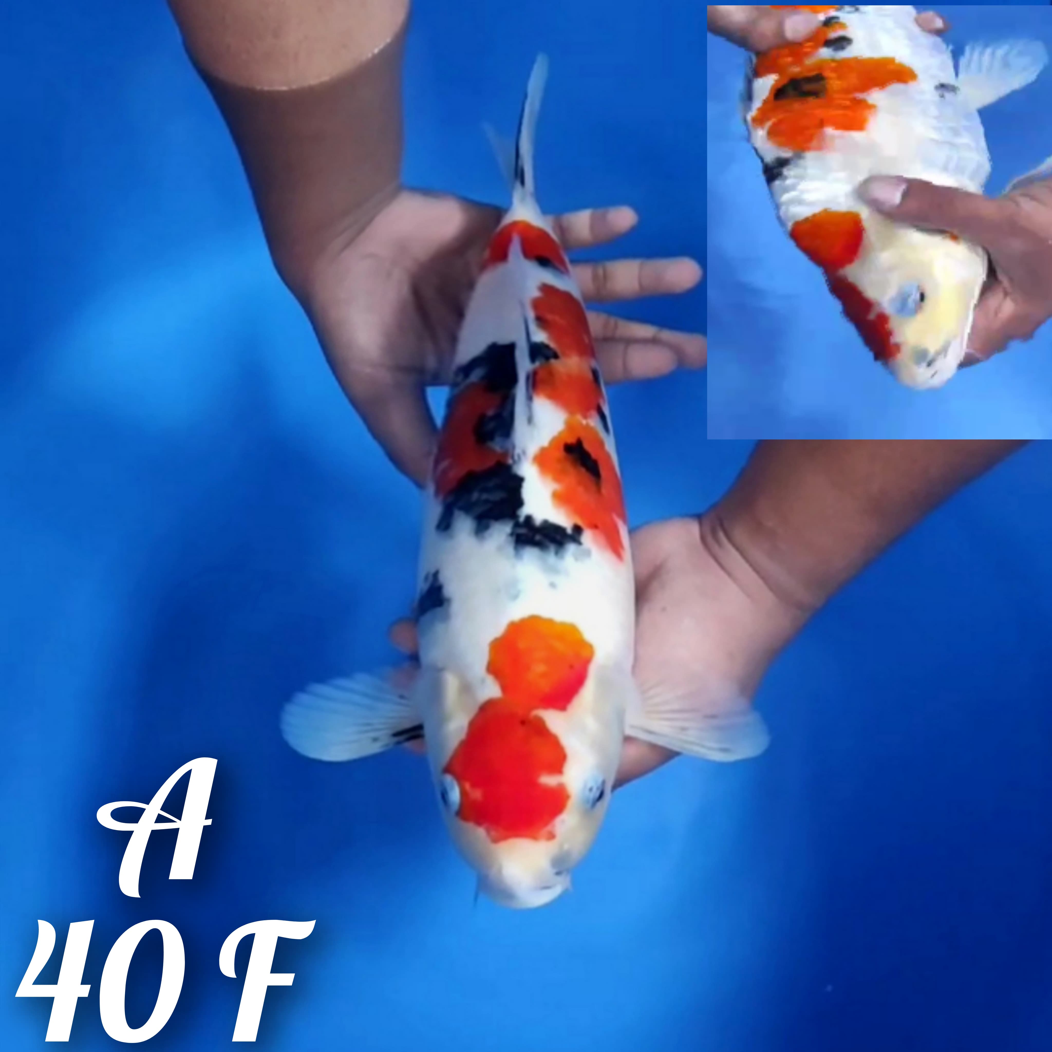MARUTEN SANKE ORIGINAL BODYBULKY PUNUK 40cm
