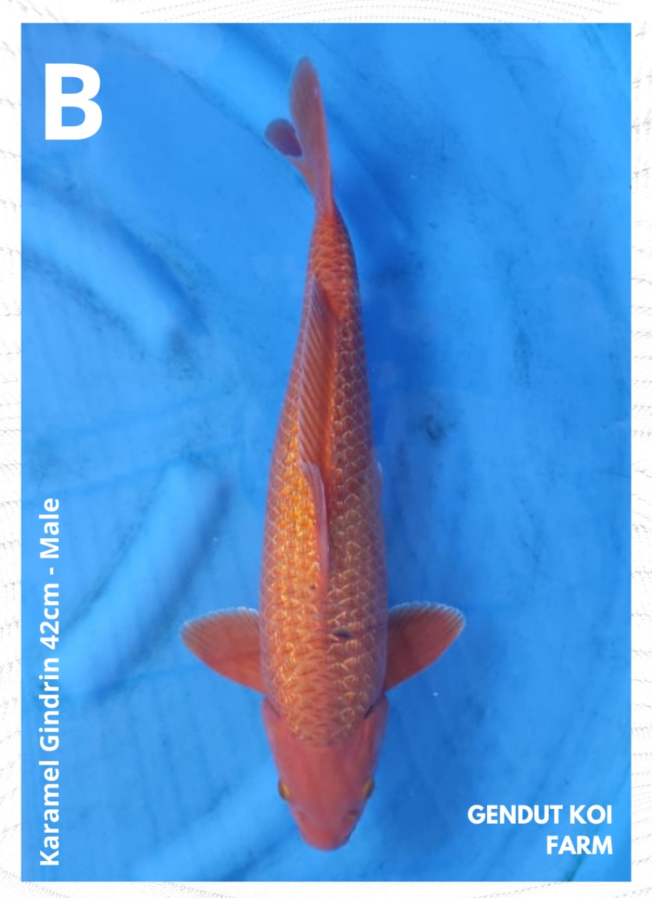 KARAMEL GINDRIN 42cm