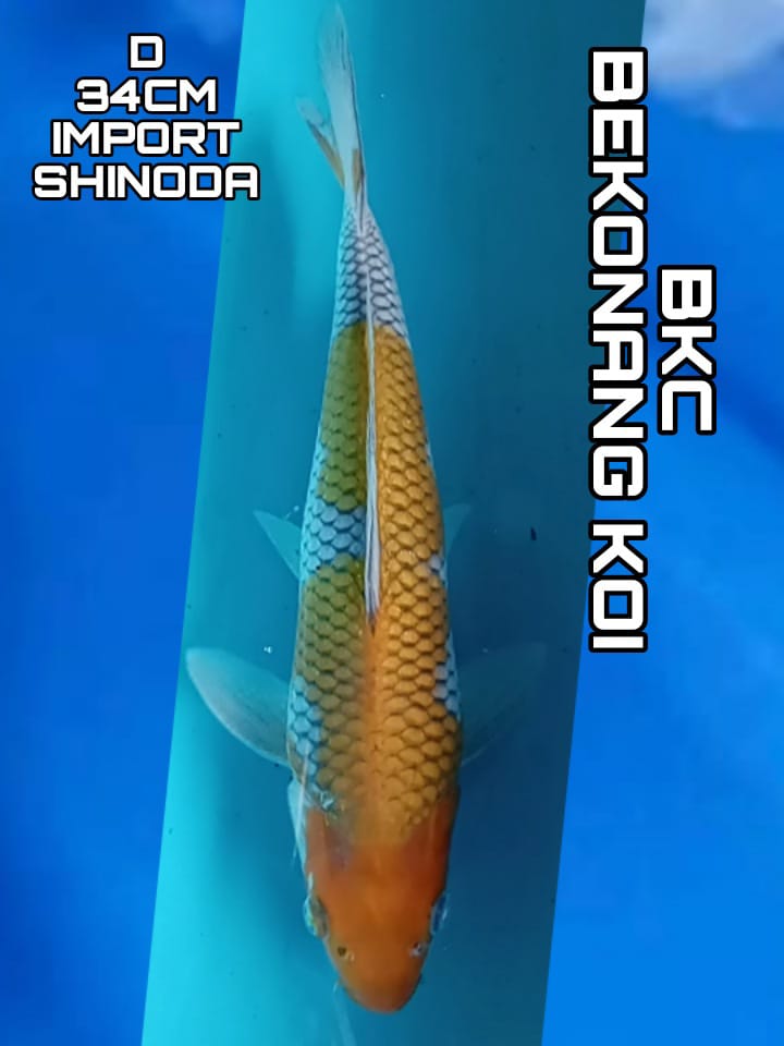 OCIBA IMPORT SHINODA 34cm