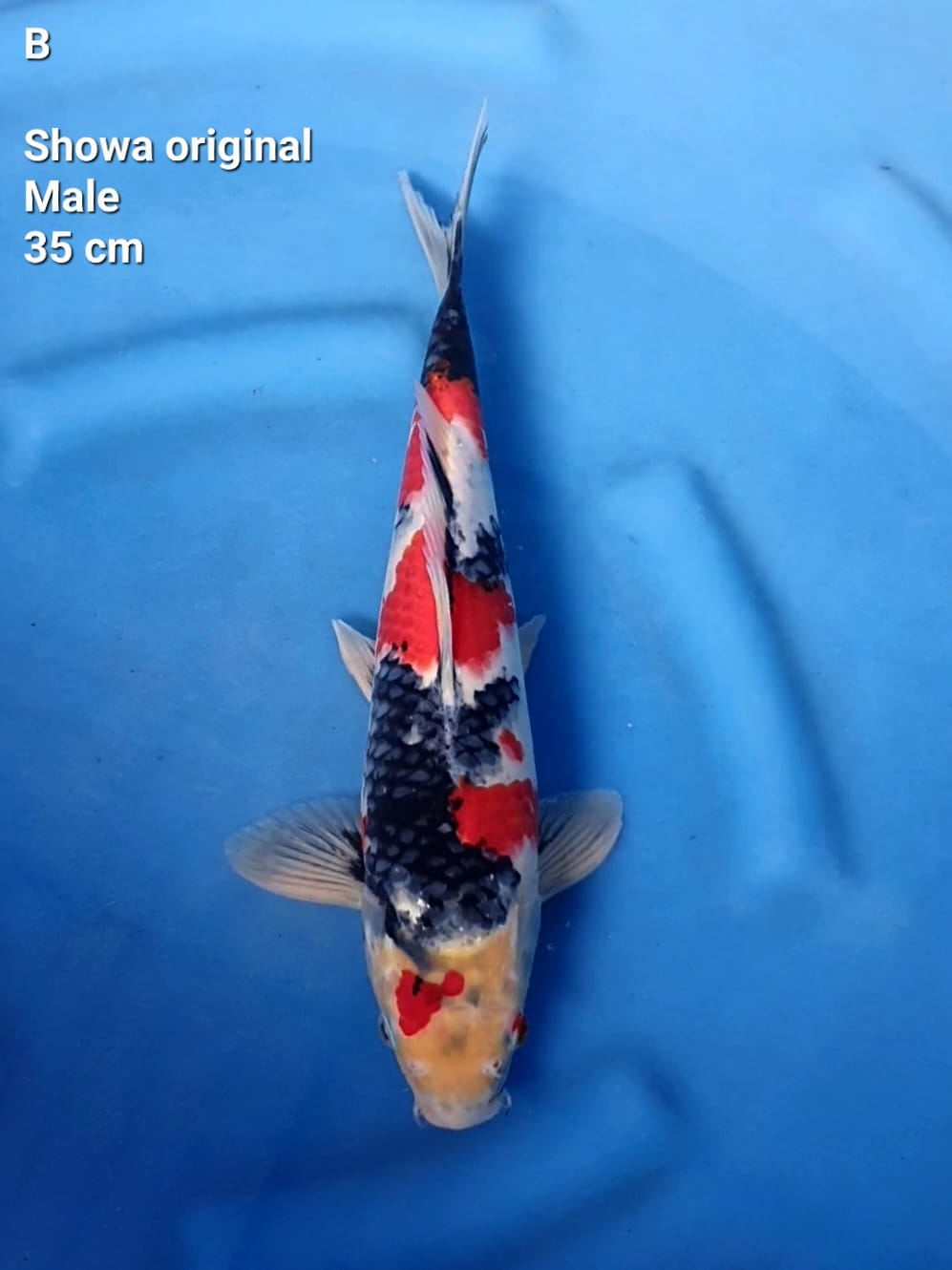 SHOWA ORIGINAL 35cm