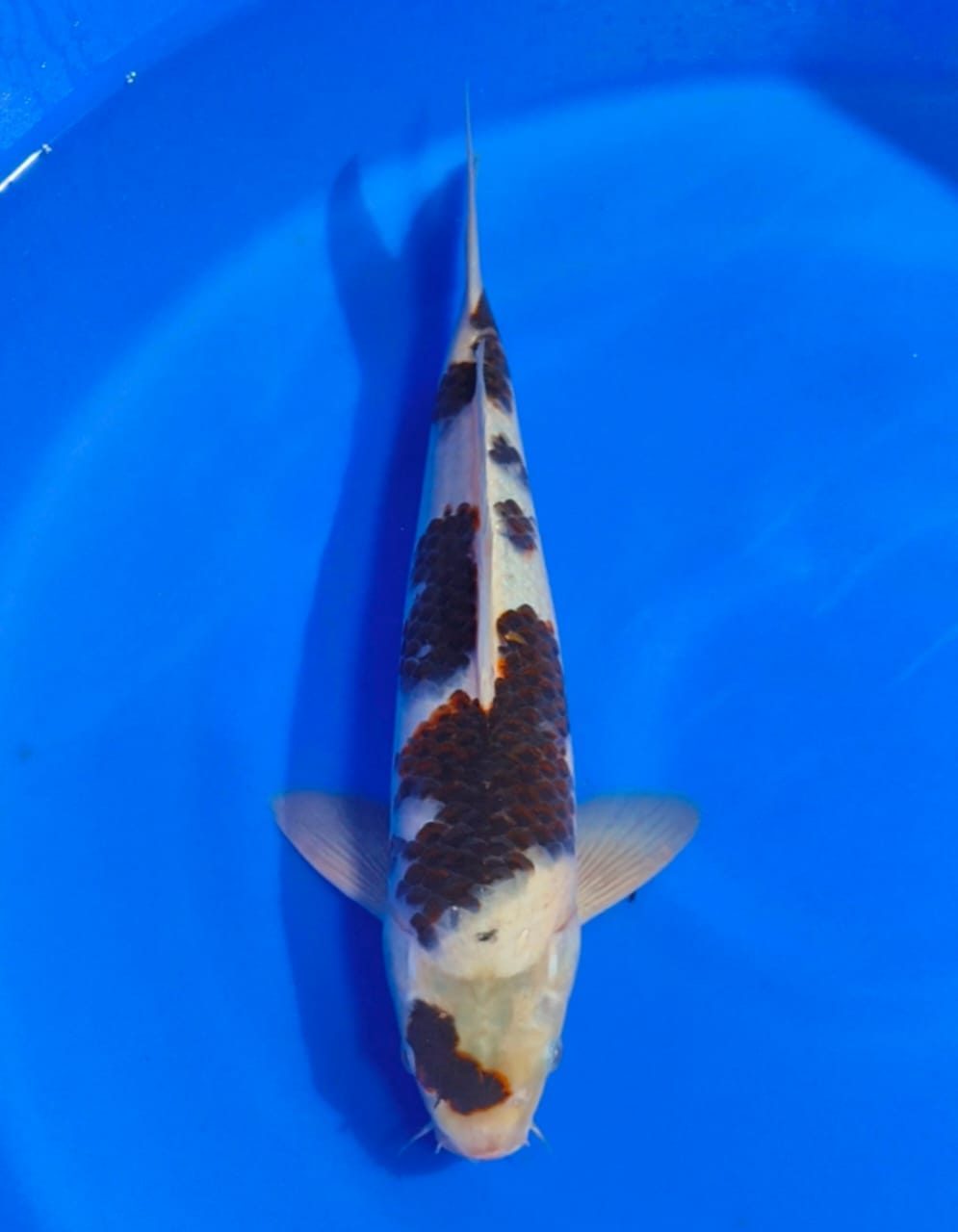 BUDO GOROMO ORI 40cm