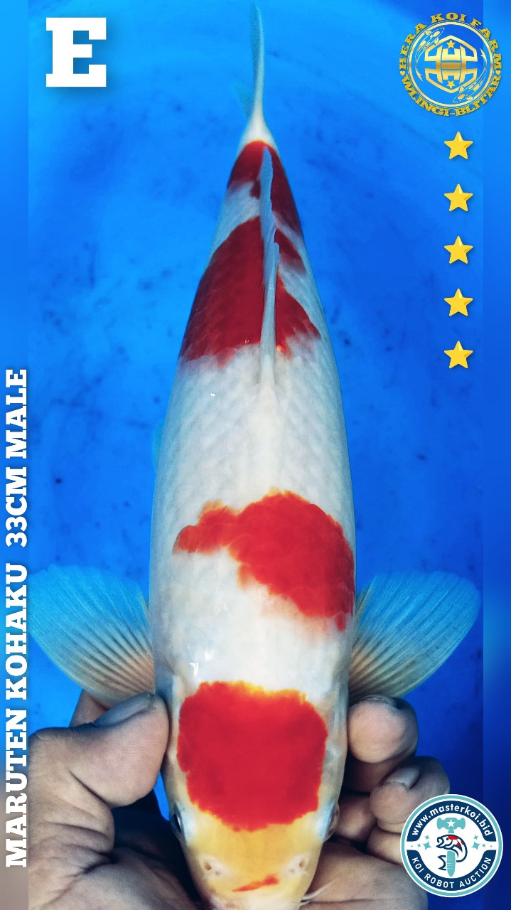 MARUTEN KOHAKU 33cm