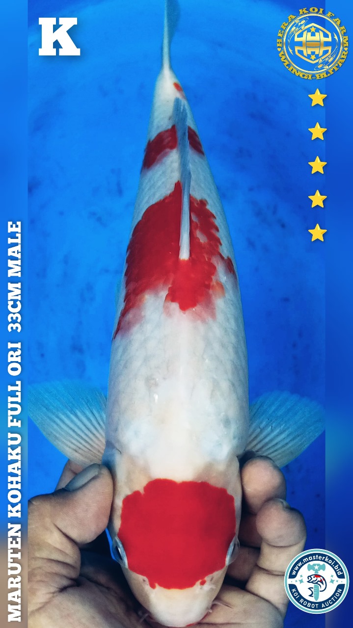 MARUTEN KOHAKU FULL ORI 33cm