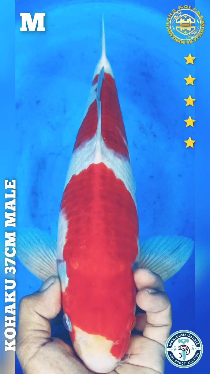 KOHAKU 37cm