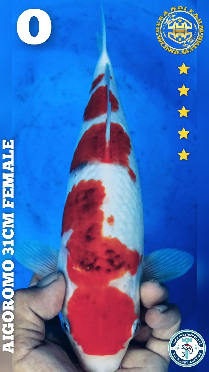 AIGOROMO 31cm