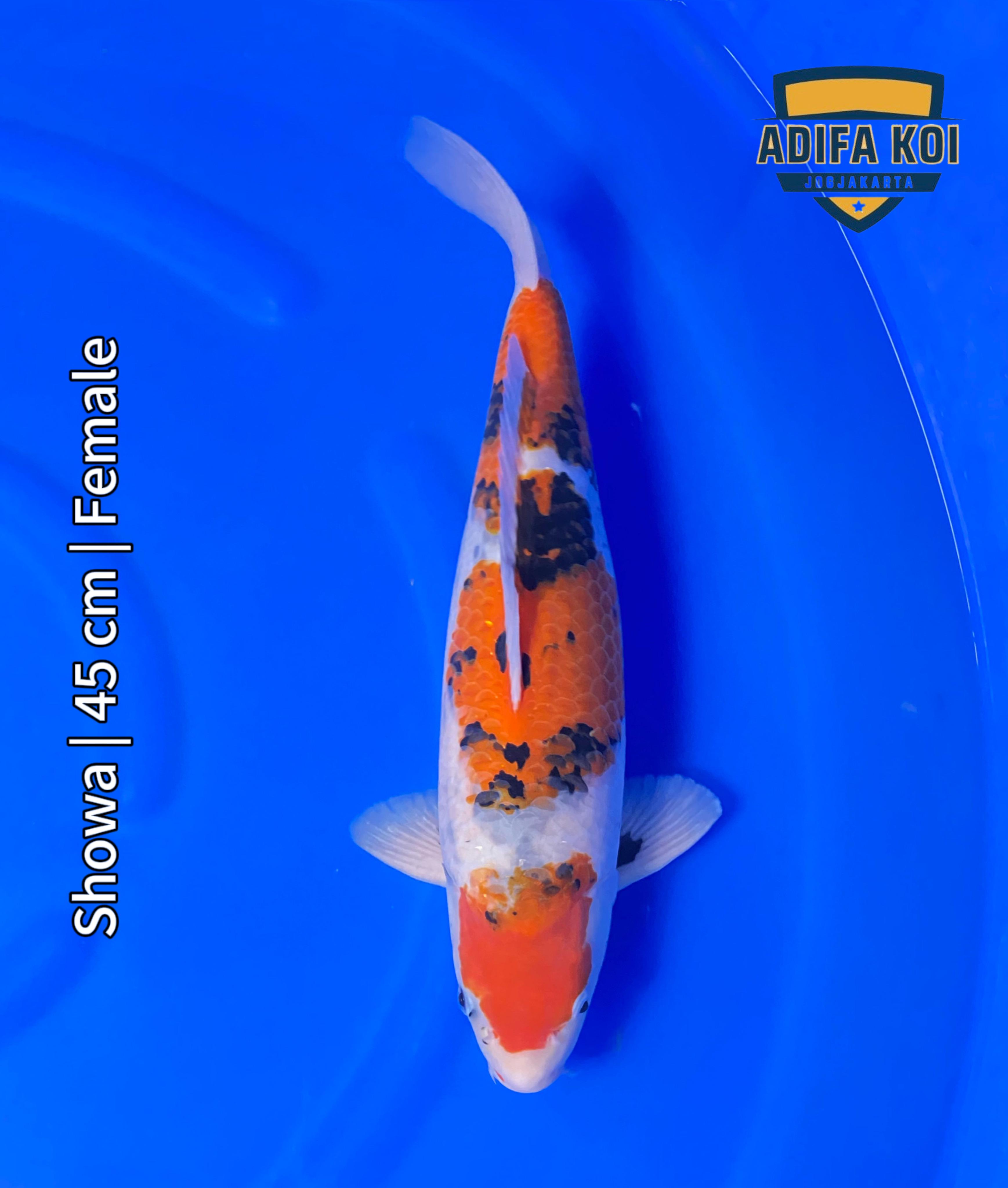 SHOWA 45cm