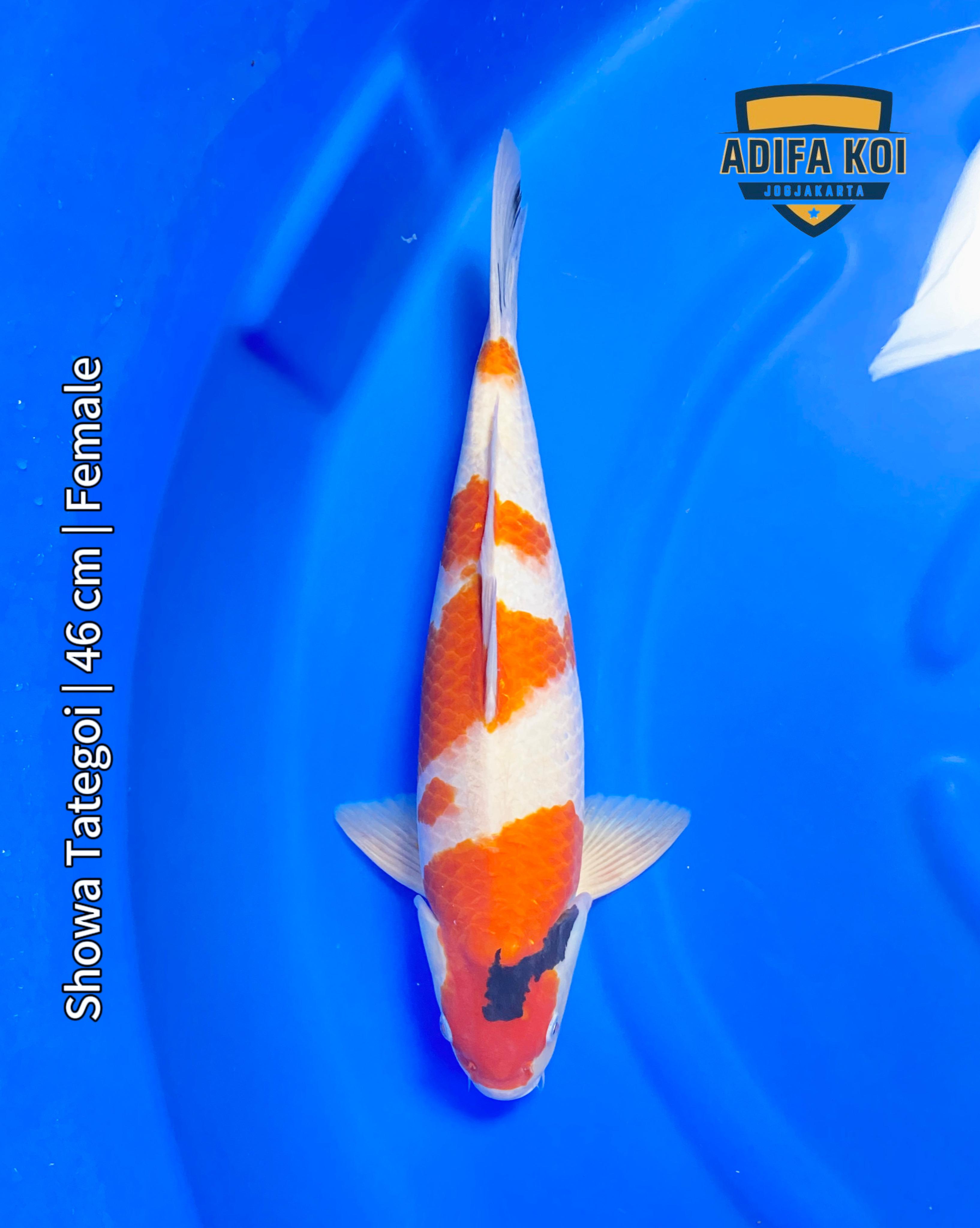 SHOWA TATEGOI 46cm
