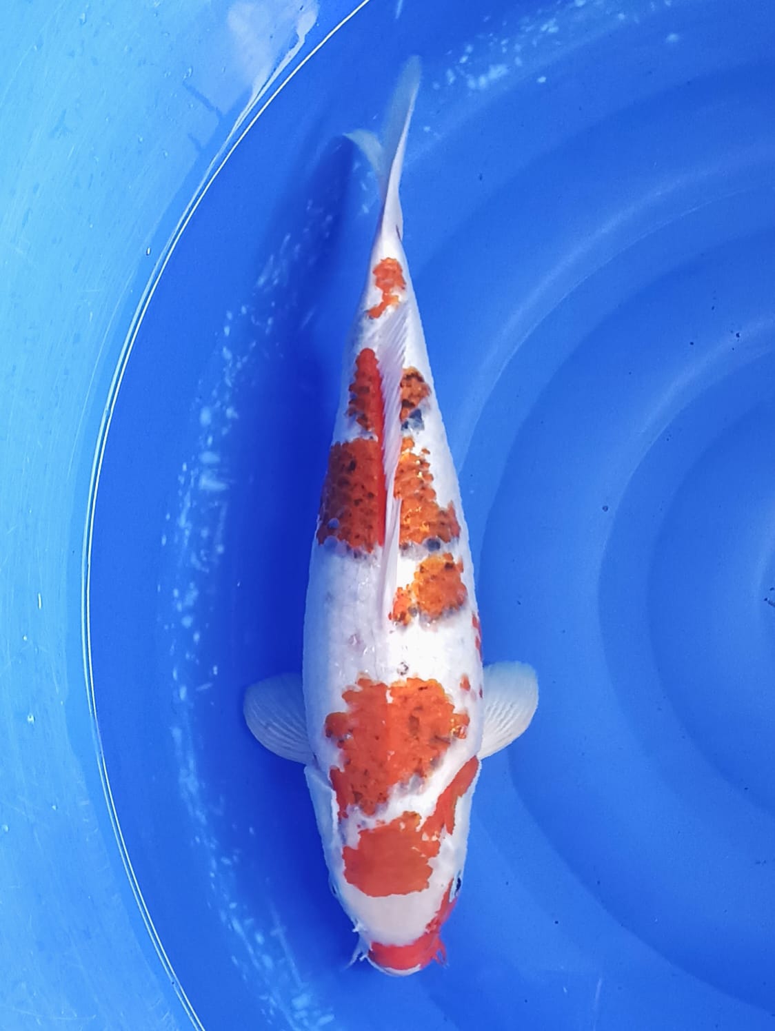 AIGOROMO 44cm