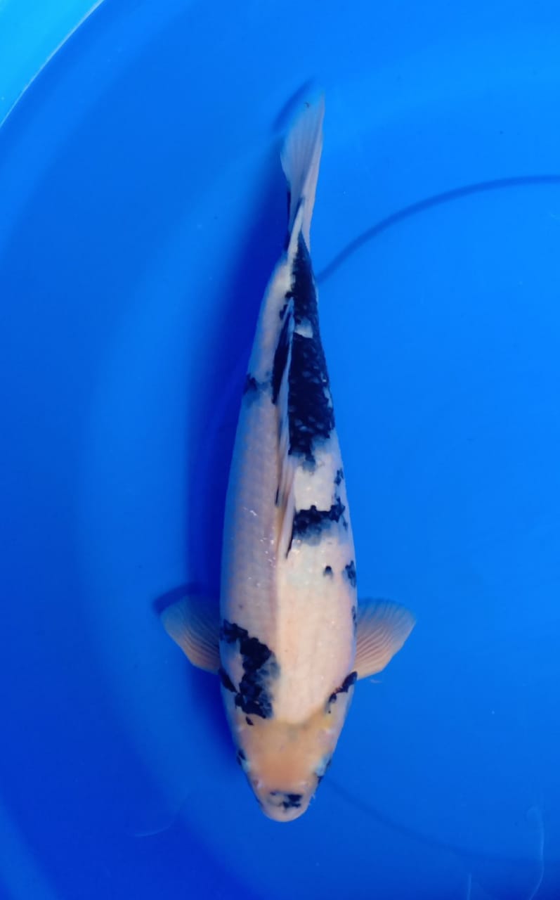 SHIRO PUTIH BERSIH 41cm